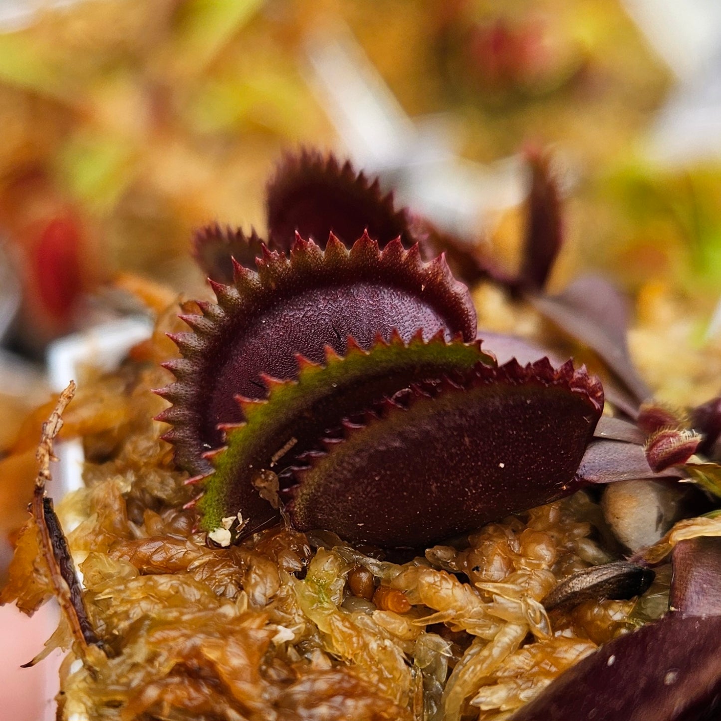 Trev's Red Dentate - Venus Flytrap Carnivorous Plant