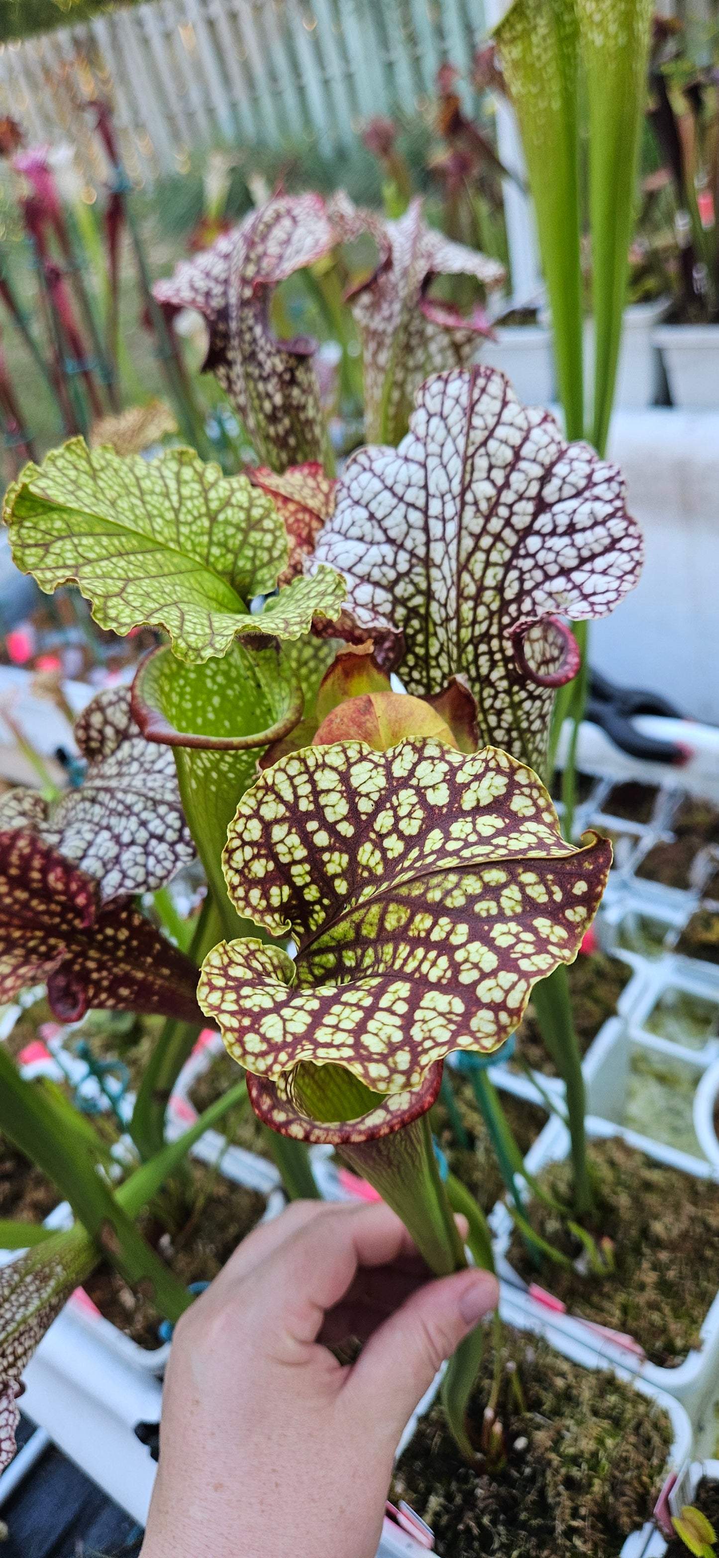 Pitcher Plant - Sarracenia Leucophylla Red (WRR x Frankin Co FL Clone B) x Adran Slack - YA - Bazooka Joe - Carnivorous Live Plant