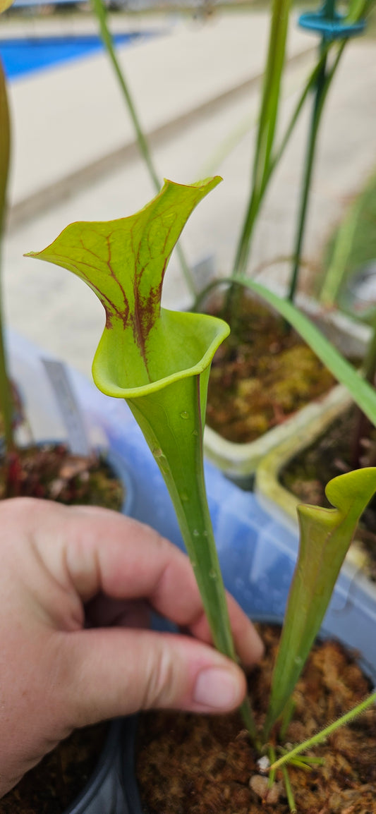 Pitcher Plant Sarracenia - S-20-154 Bob Hanrahan x Pure Black (SM) - Carnivorous Live Plant