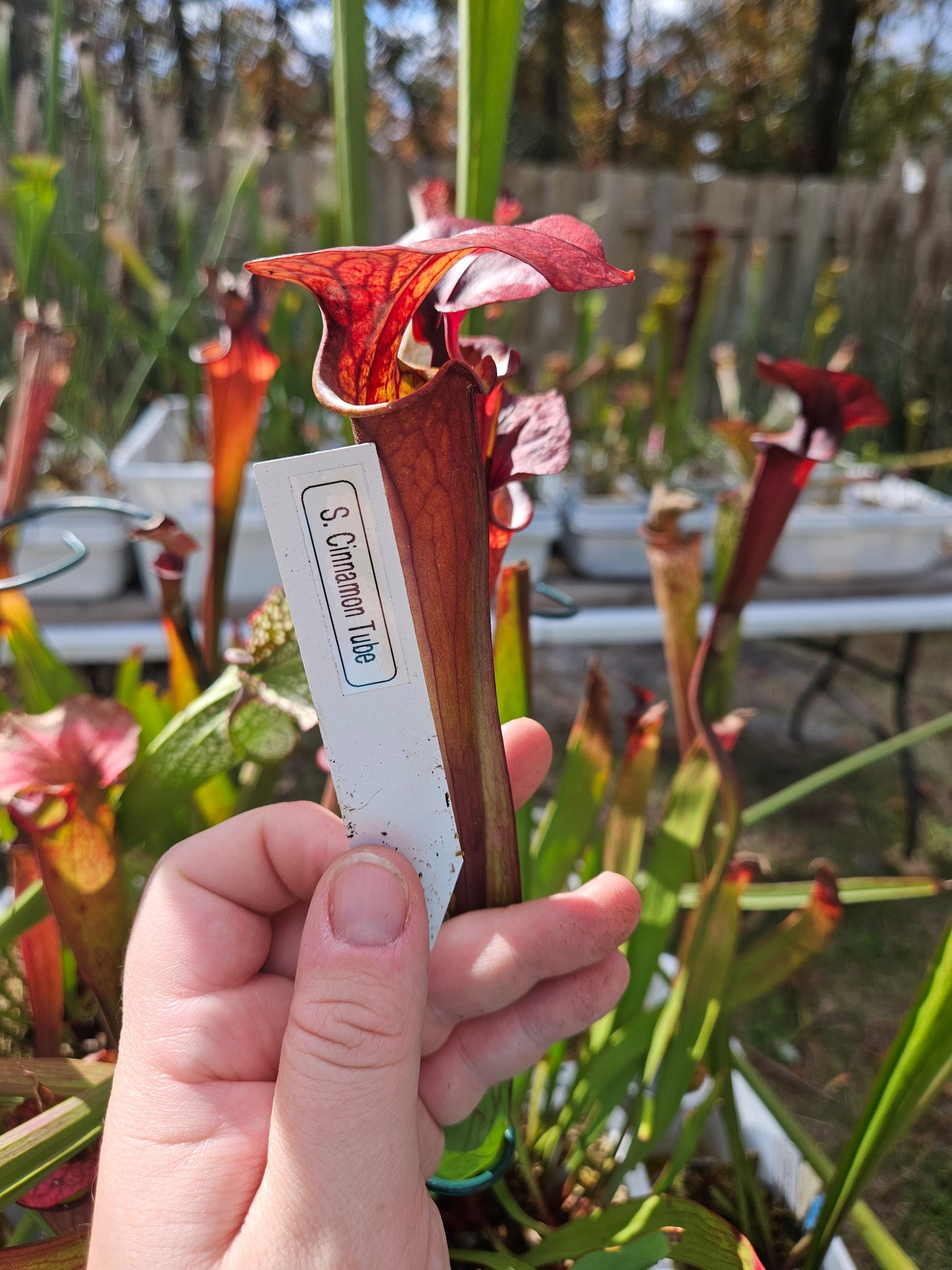 Pitcher Plant - Sarracenia Cinnamon Tube Carnivorous Live Plant