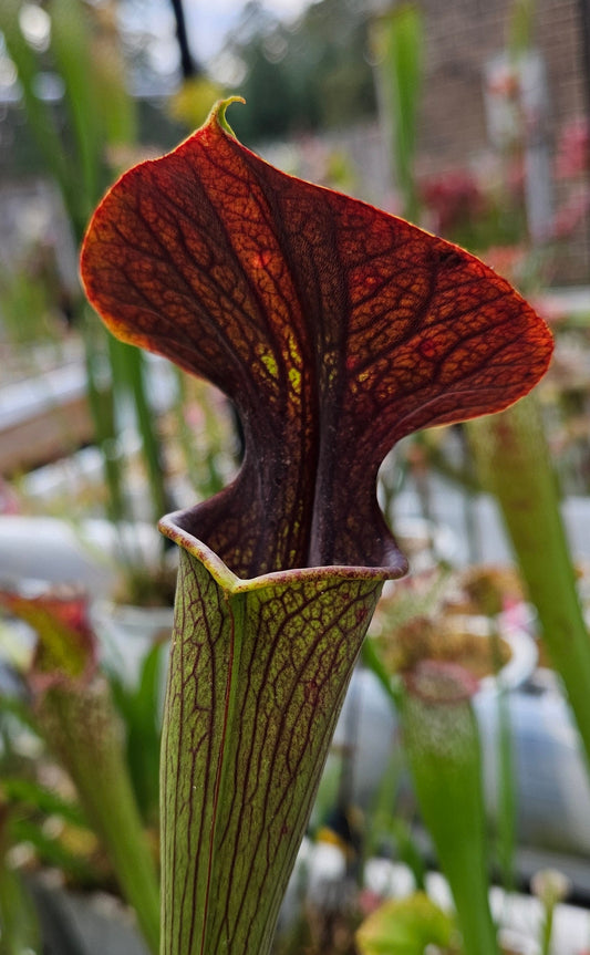 Pitcher Plant - Sarracenia "Juthatip Soper x Alata Night" Carnivorous Live Plant