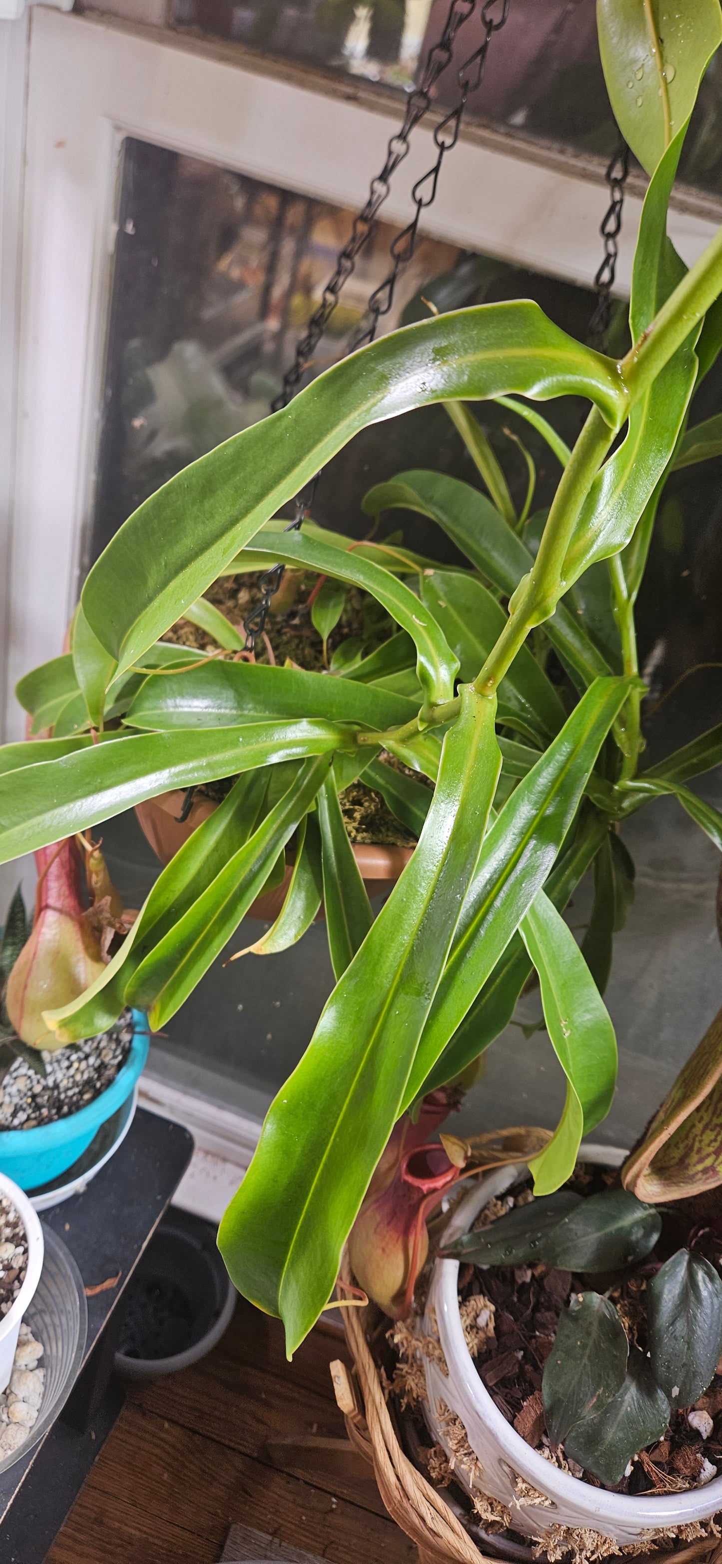 Nepenthes Alata x Maxima