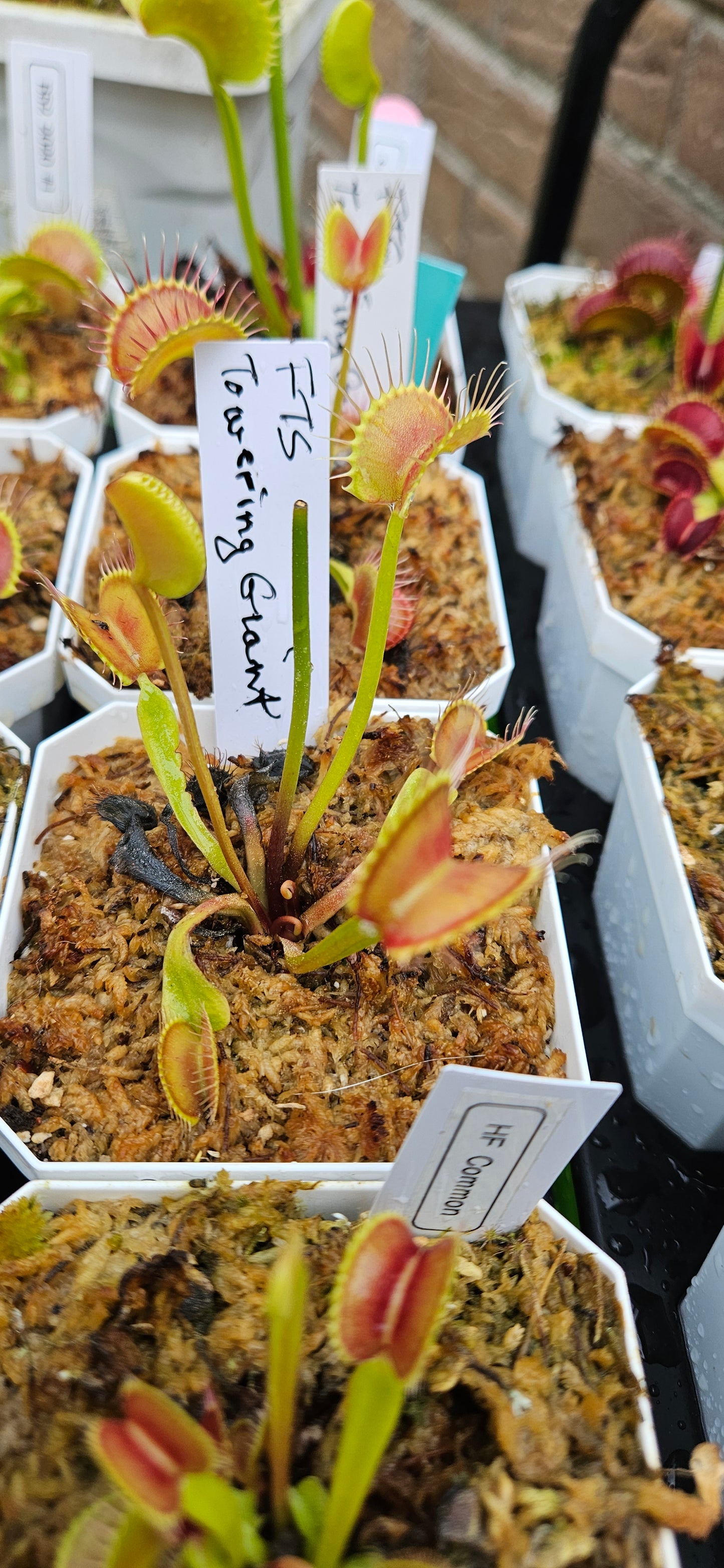 FTS Towering Giant - Venus Flytrap Carnivorous Plant Young Adult