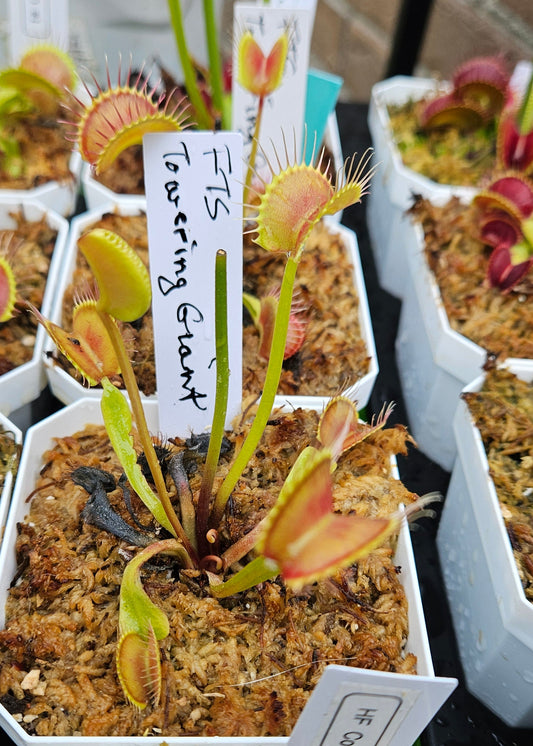FTS Towering Giant - Venus Flytrap Carnivorous Plant Young Adult