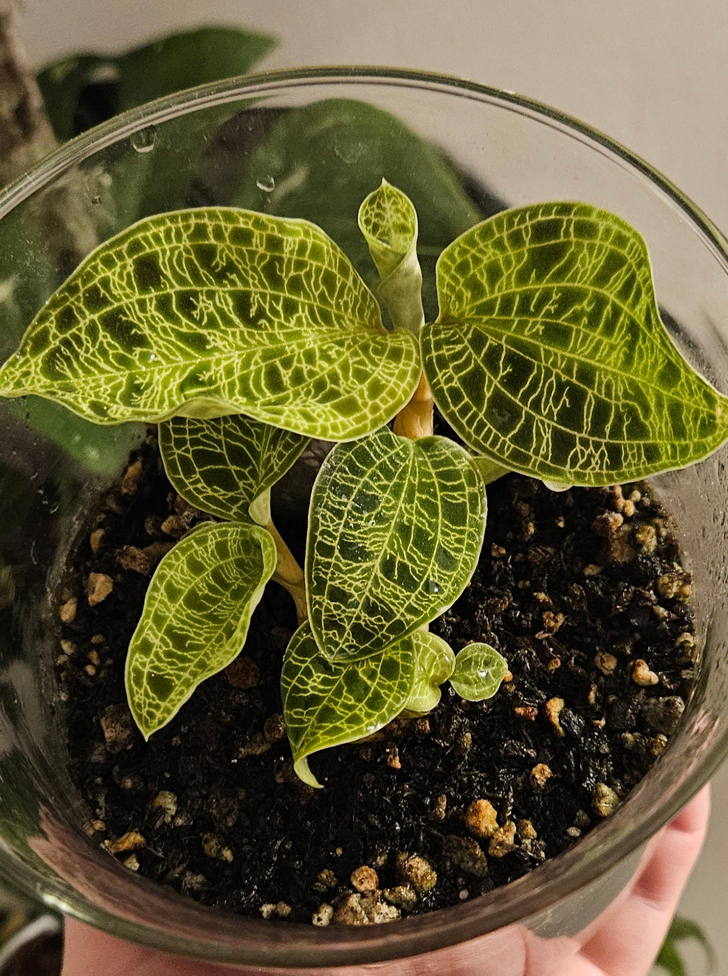 macodes petola potting mix Lightning Jewel Orchid