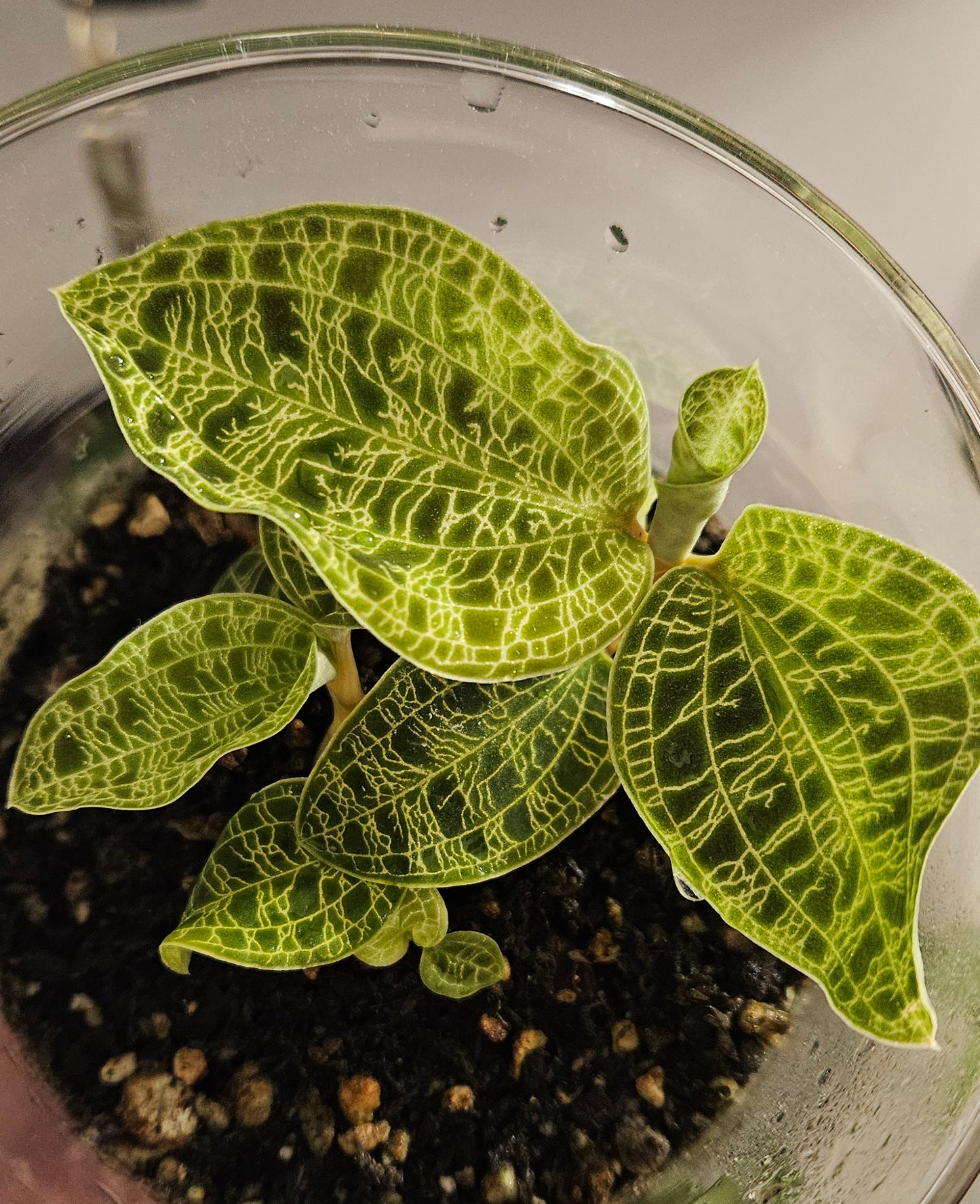 Lightning Jewel Orchid - Macodes Petola