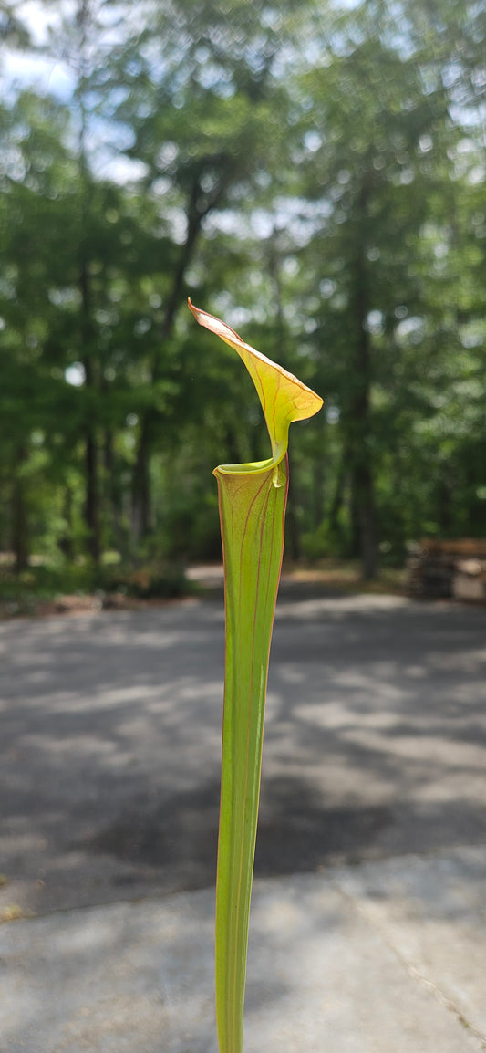 Pitcher Plant Sarracenia - S-20-117 Cuprea McClellanville x Waccamaw - Carnivorous Live Plant
