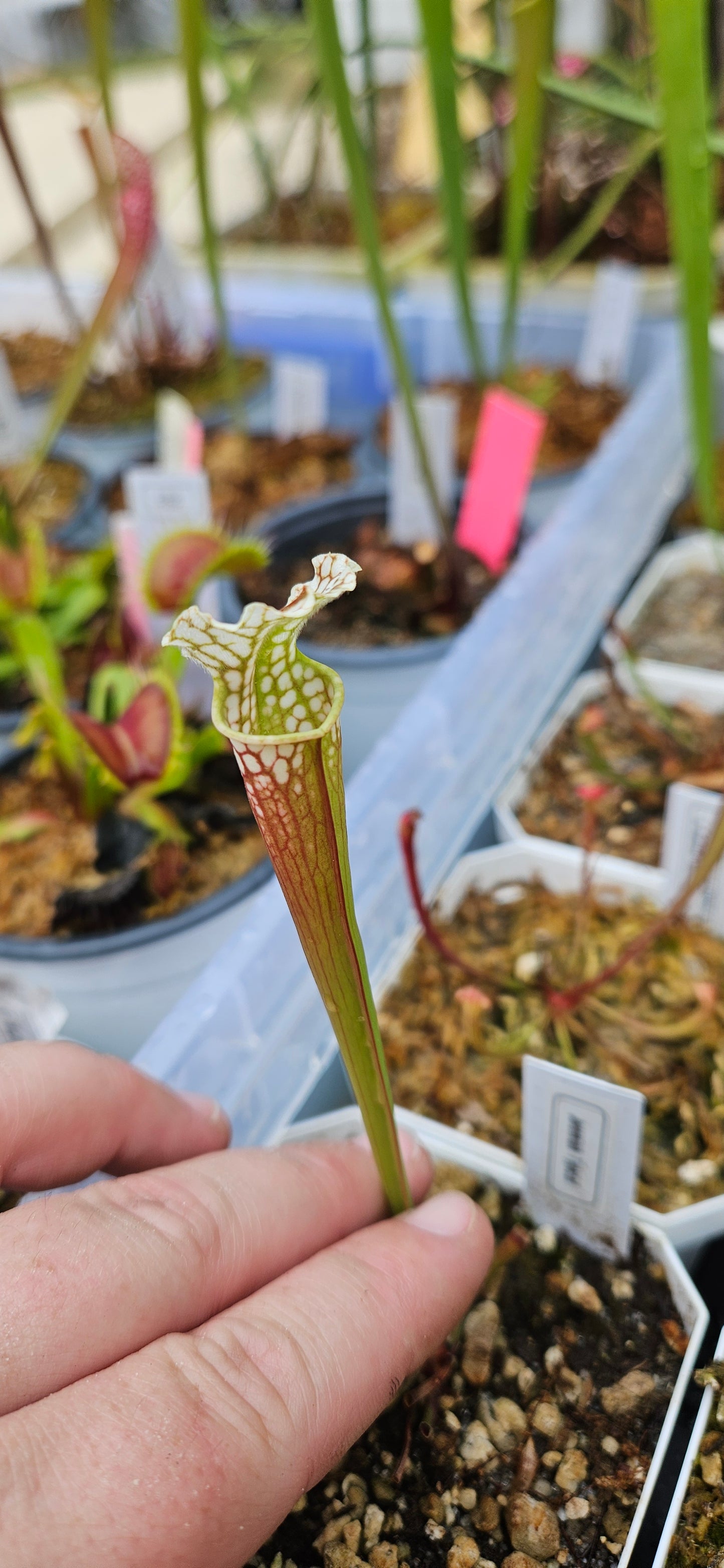 Pitcher Plant Sarracenia - Jeremiah Typical - Carnivorous Live Plant