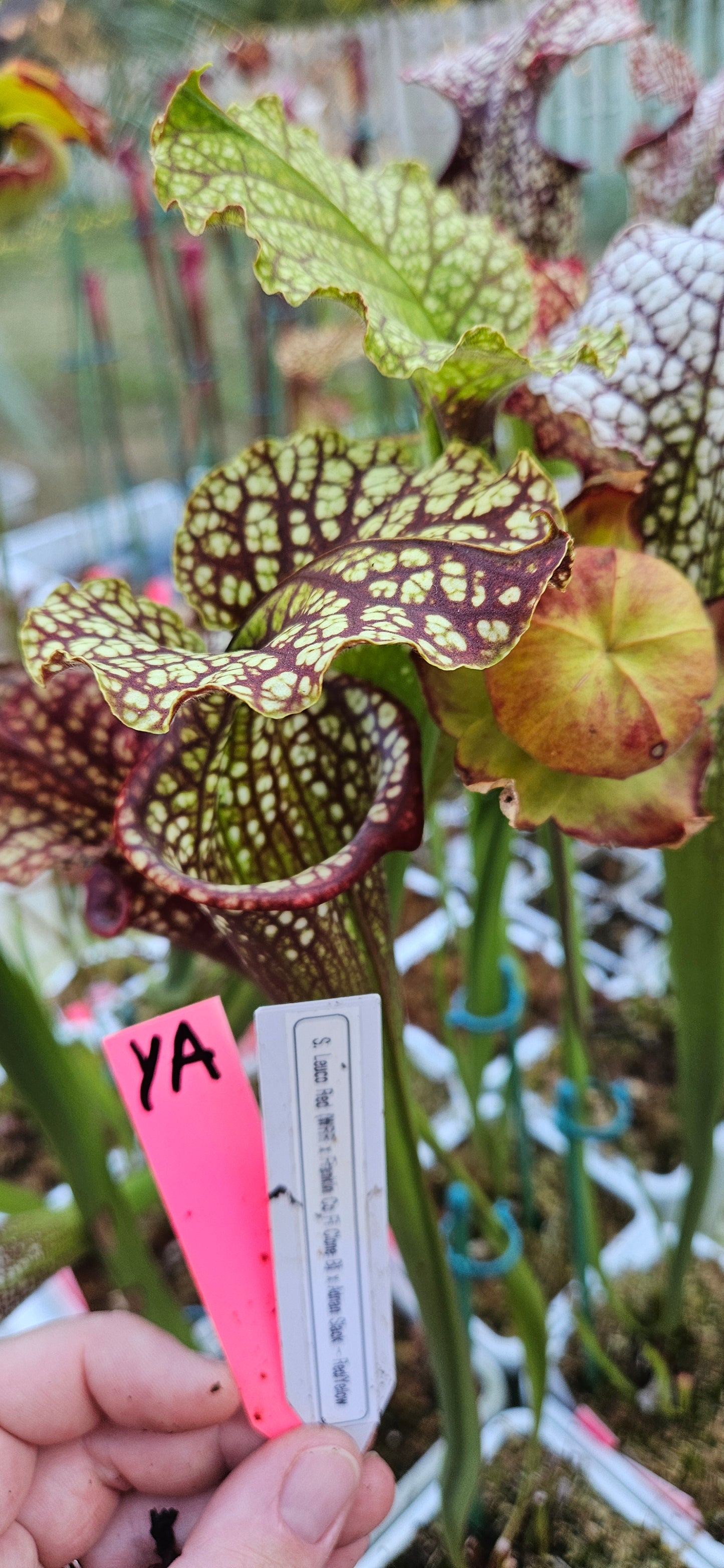 Pitcher Plant - Sarracenia Leucophylla Red (WRR x Frankin Co FL Clone B) x Adran Slack - YA - Bazooka Joe - Carnivorous Live Plant