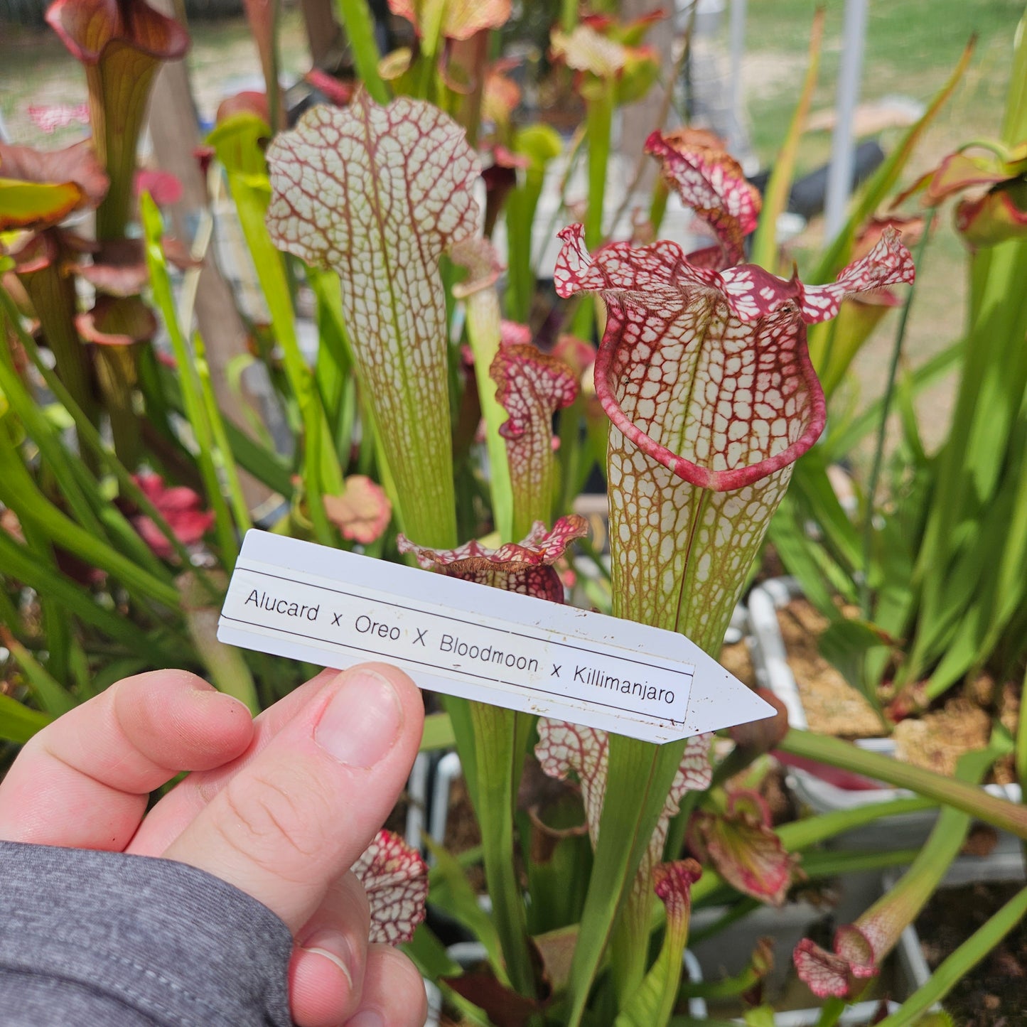 Pitcher Plant - Sarracenia Alucard x Oreo x Bloodmoon x Killamanjaro - various seedling - Carnivorous Live Plant