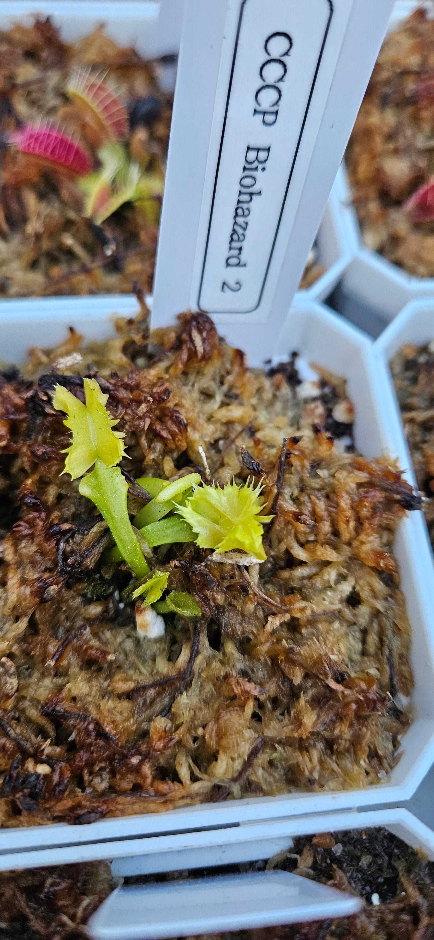 CCCP Biohazard II - Venus Flytrap Carnivorous Plant