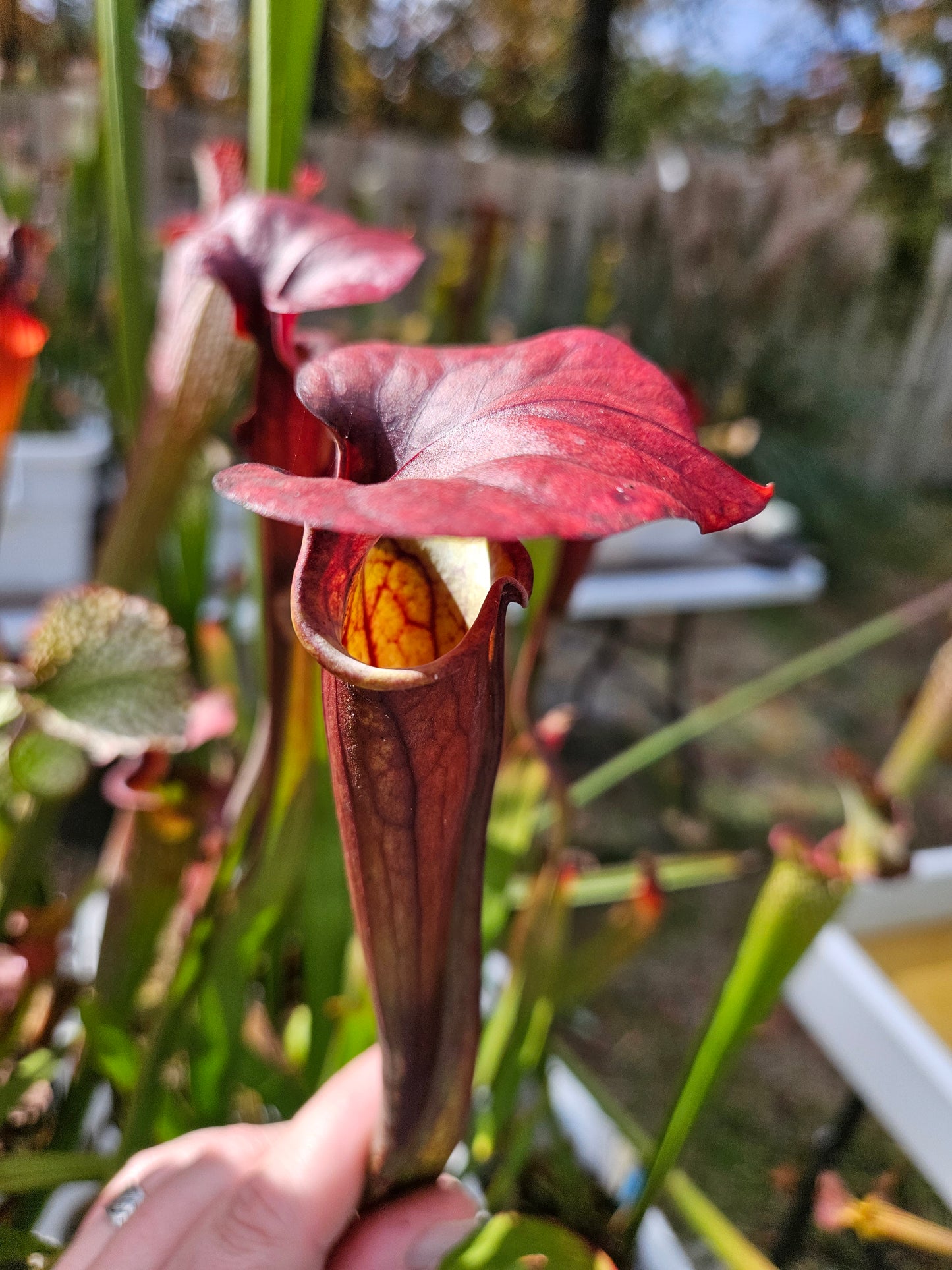 Sarracenia Cinnamon Tube