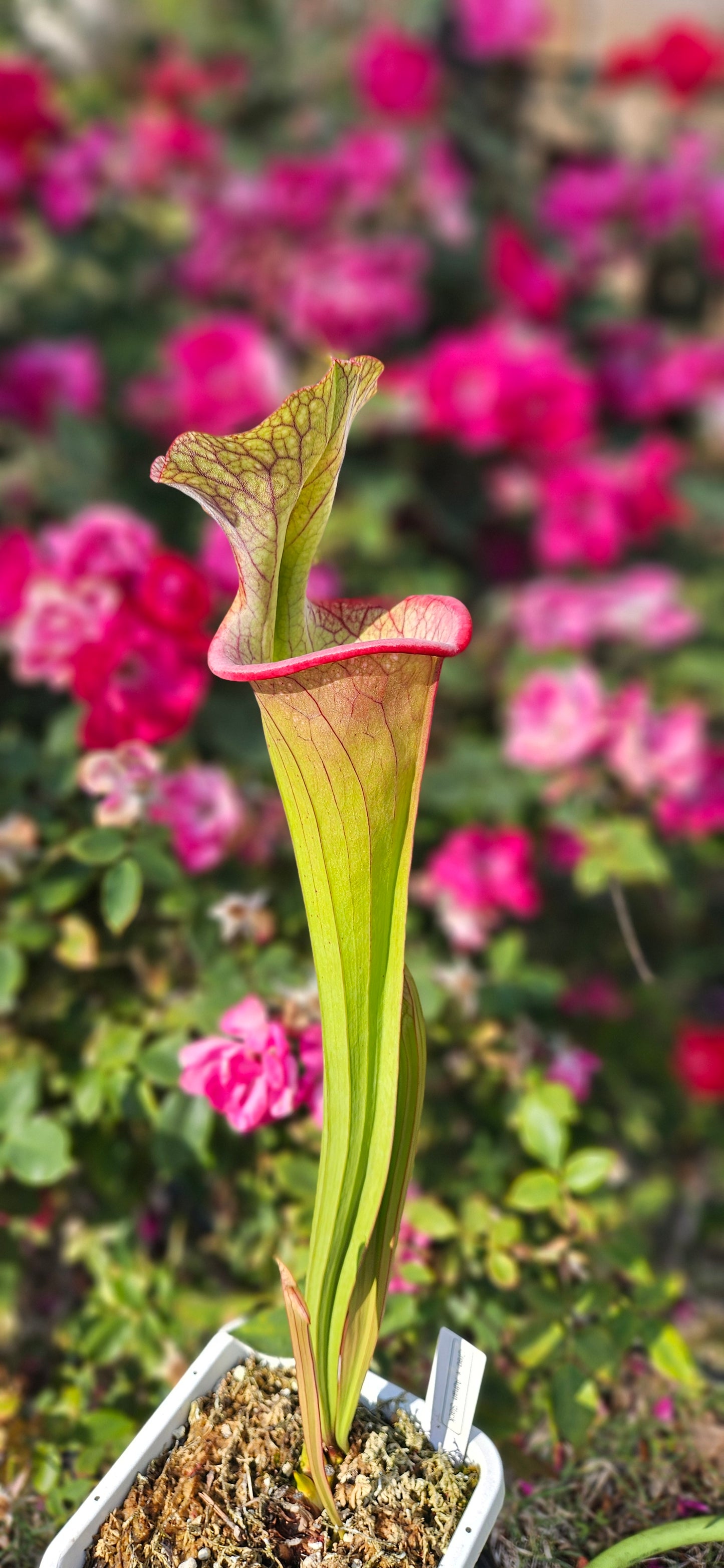 Pitcher Plant - Sarracenia Oreo x Adrian Slack - Carnivorous Live Plant
