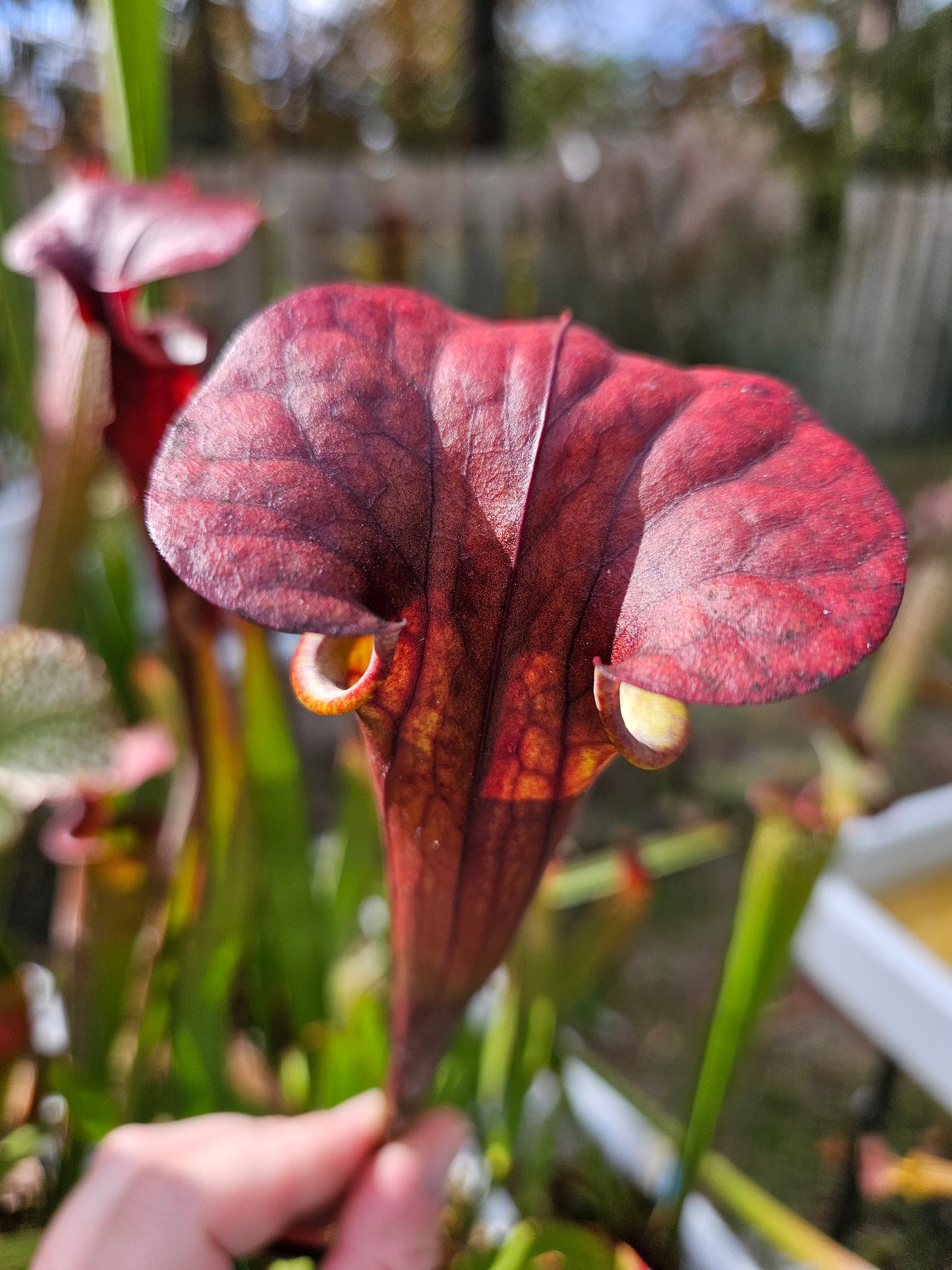 Sarracenia Cinnamon Tube