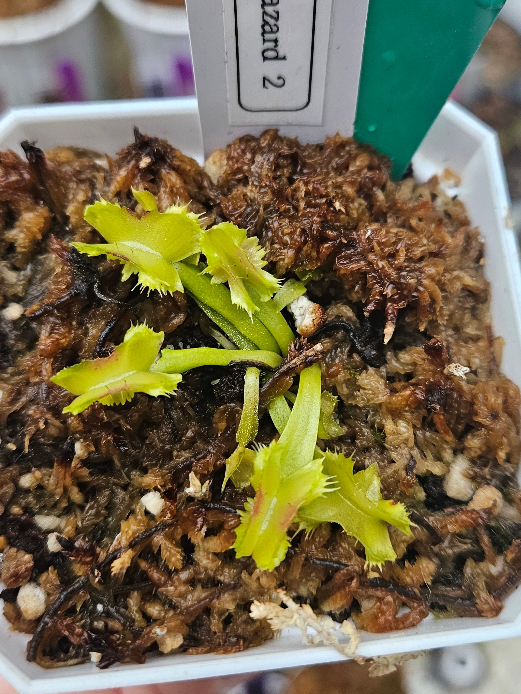 CCCP Biohazard II - Venus Flytrap Carnivorous Plant – Hunter Flytraps