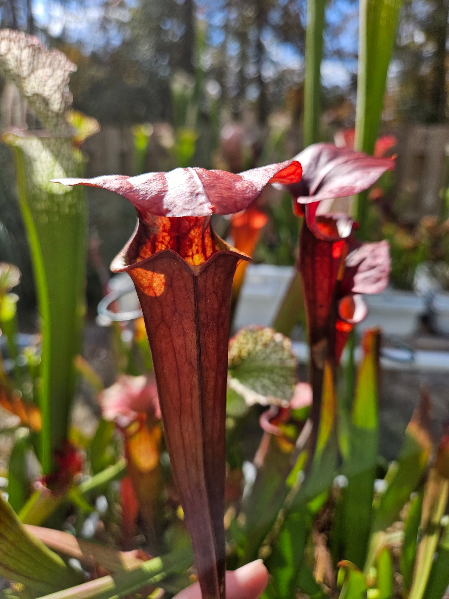 Sarracenia Cinnamon Tube