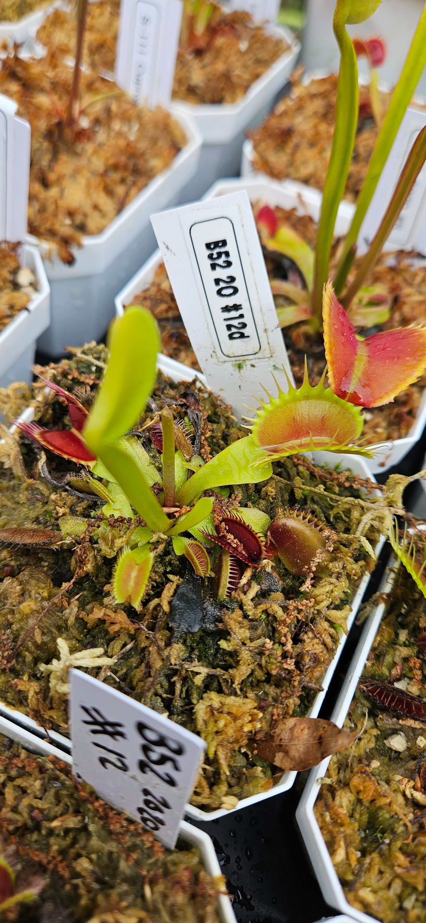 Hunter Flytraps B52 x Jaws 2020 #12 - Venus Flytrap Carnivorous Plant