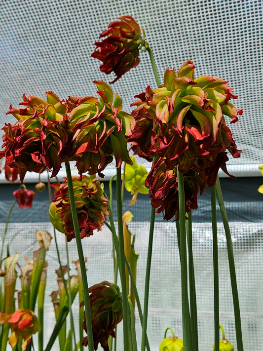 Pitcher Plant - Sarracenia Tarnok Carnivorous Live Plant