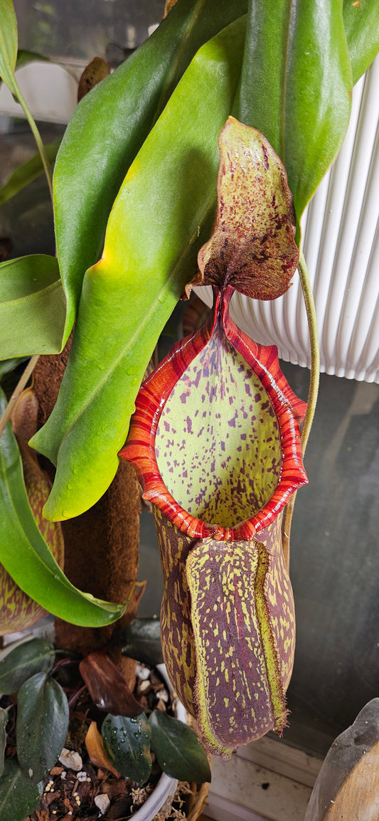Nepenthes Alata Giant x (Helen x Spec)