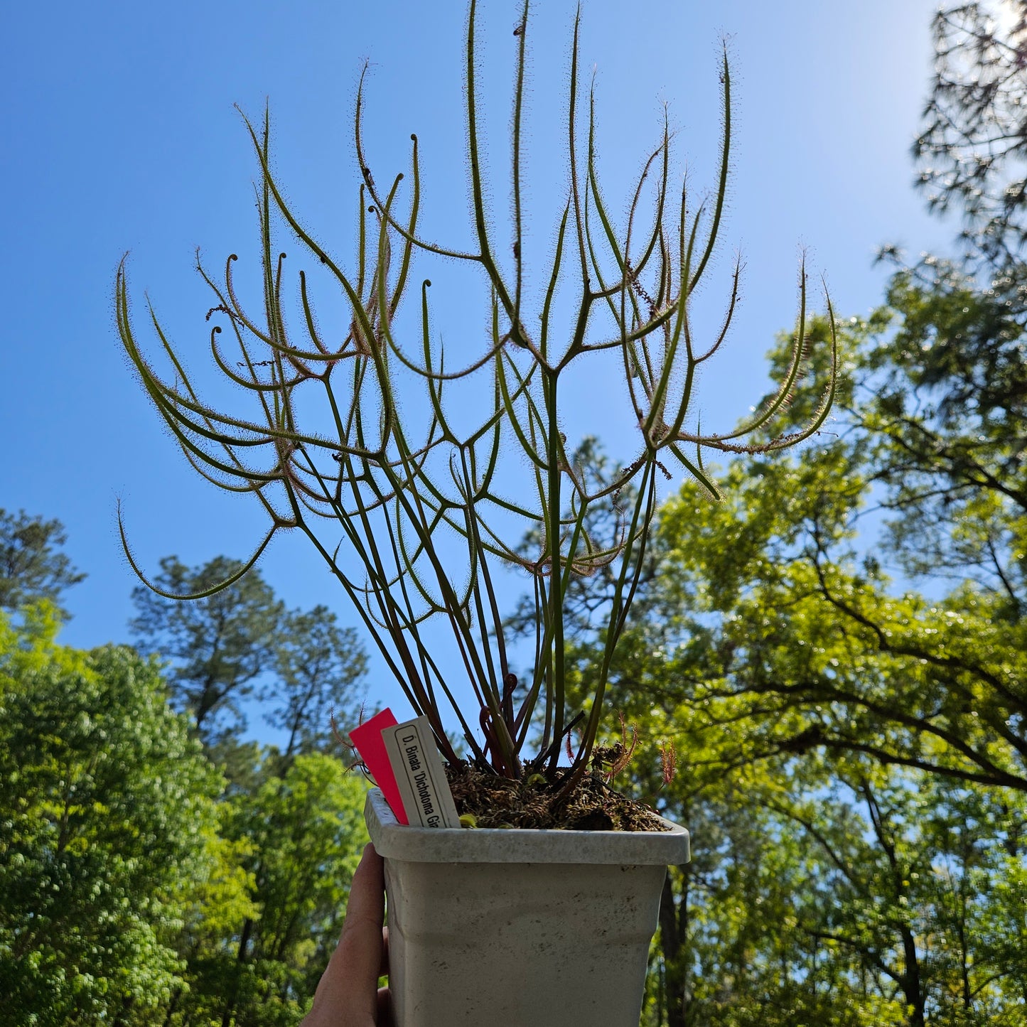 Drosera Binata 'Dichotoma Giant'