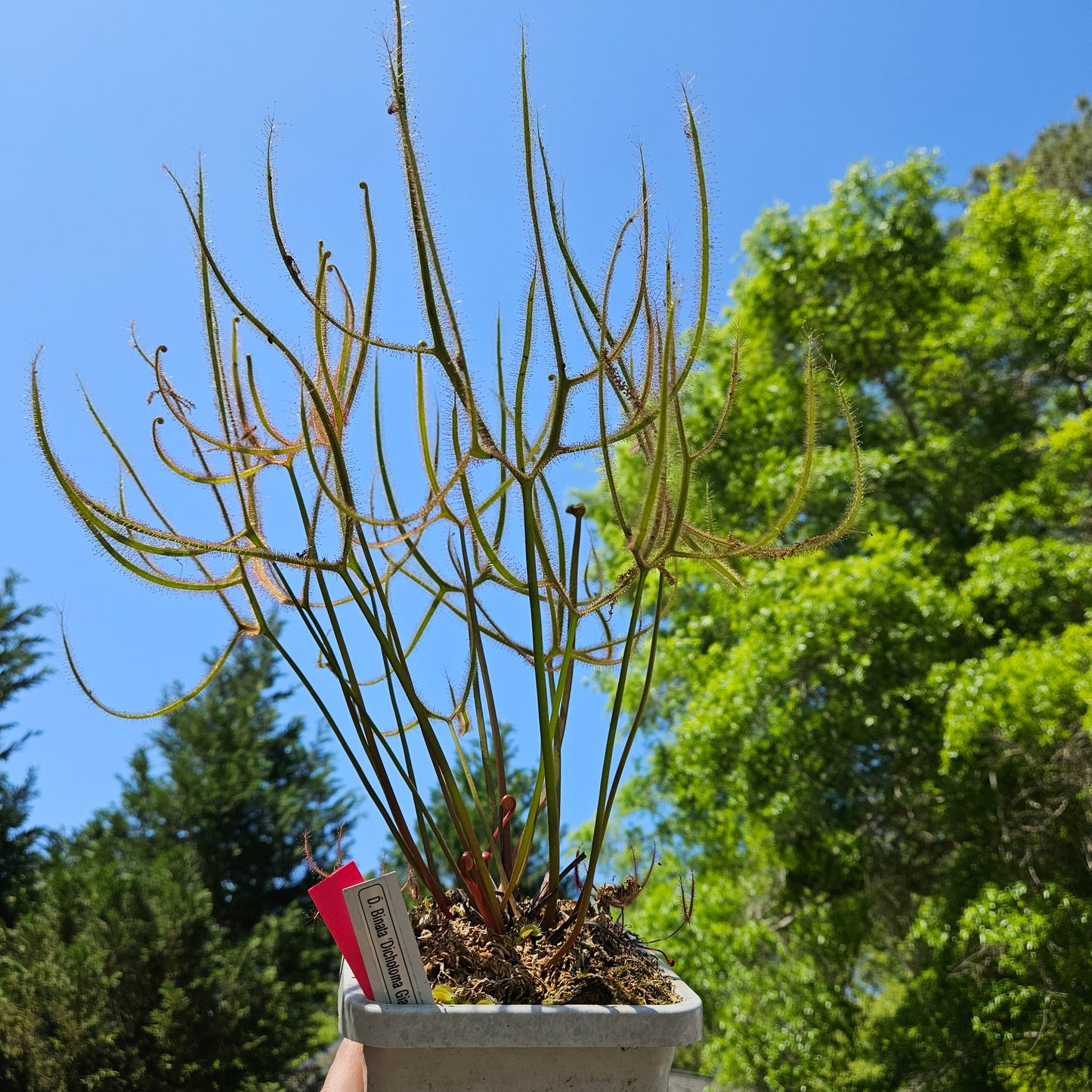 Drosera Binata 'Dichotoma Giant'