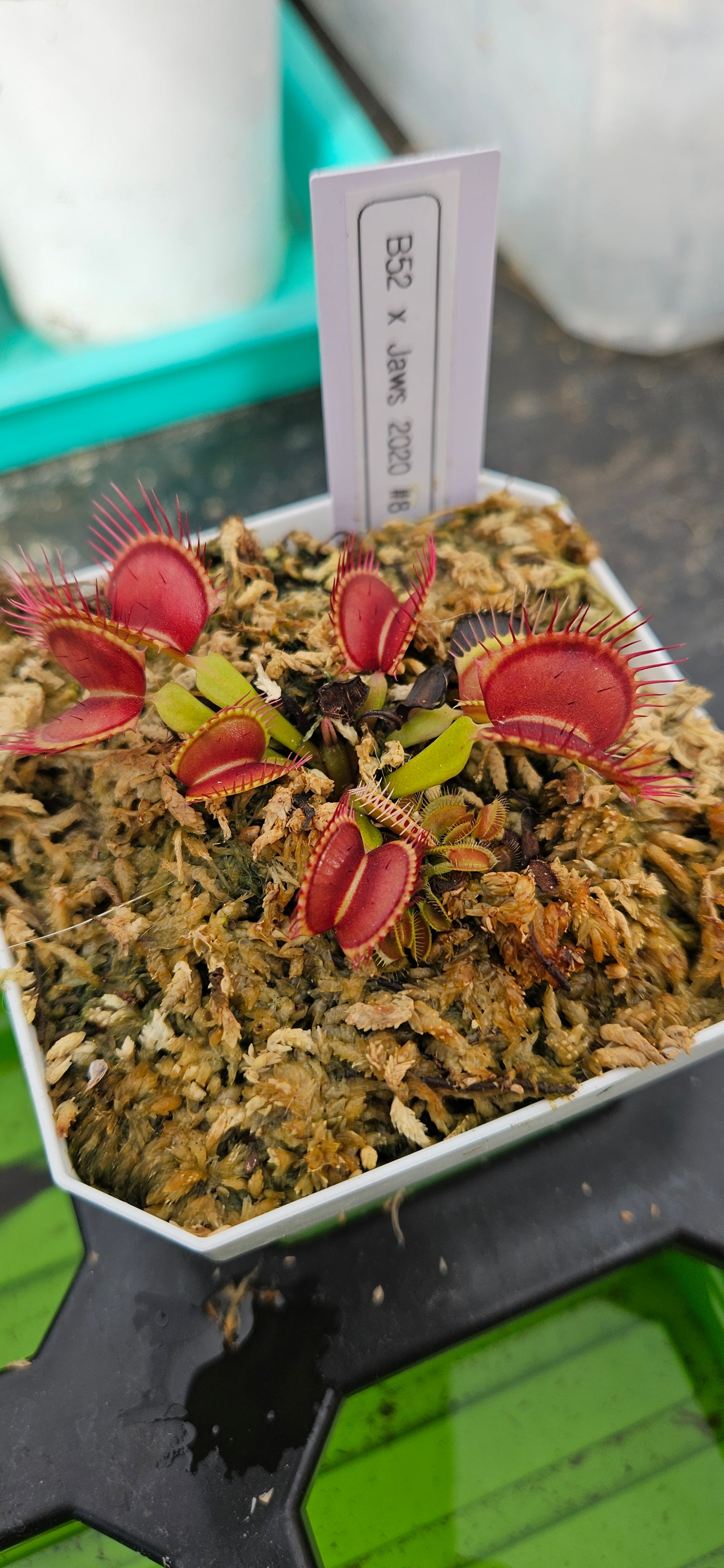 Hunter Flytraps B52 x Jaws 2020 #8 - Venus Flytrap Carnivorous Plant