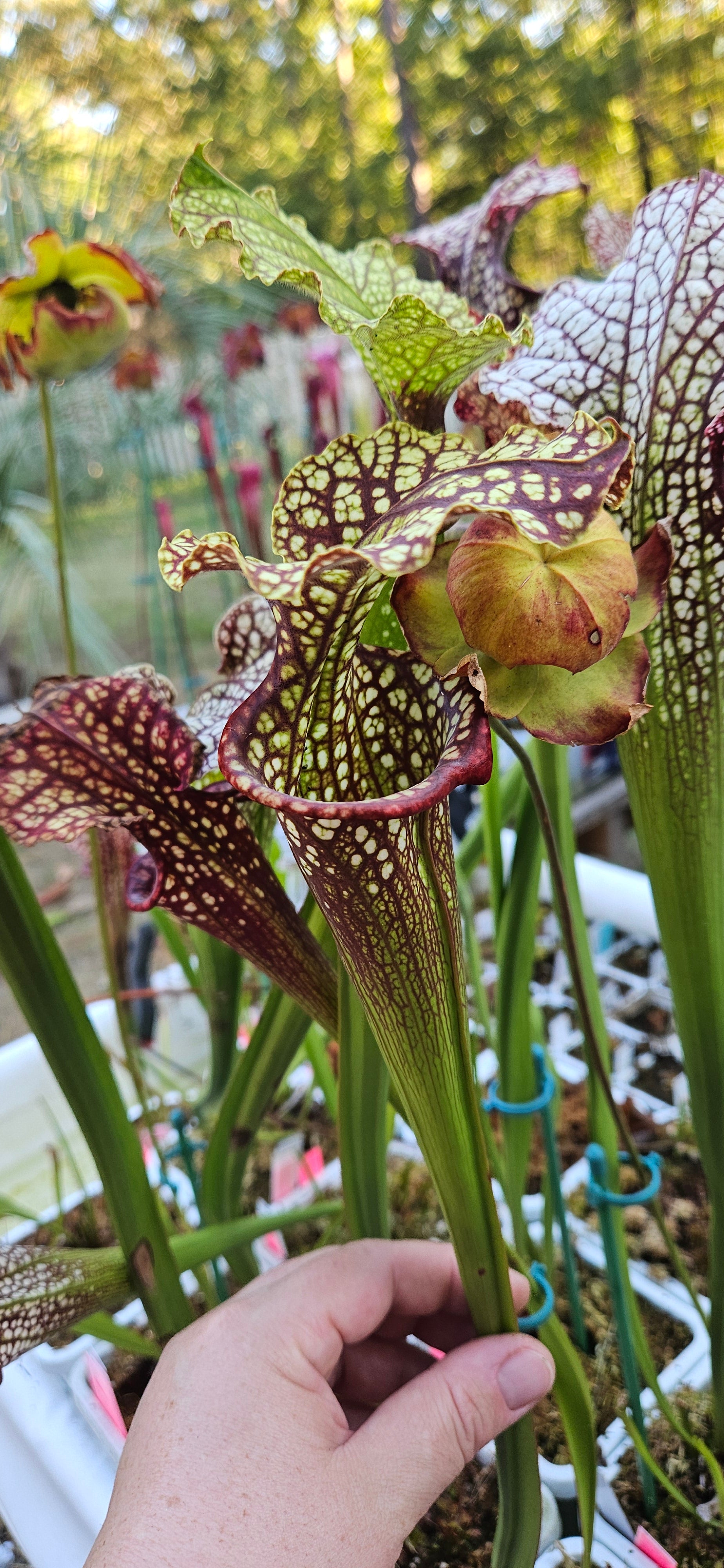 Pitcher Plant - Sarracenia Leucophylla Red (WRR x Frankin Co FL