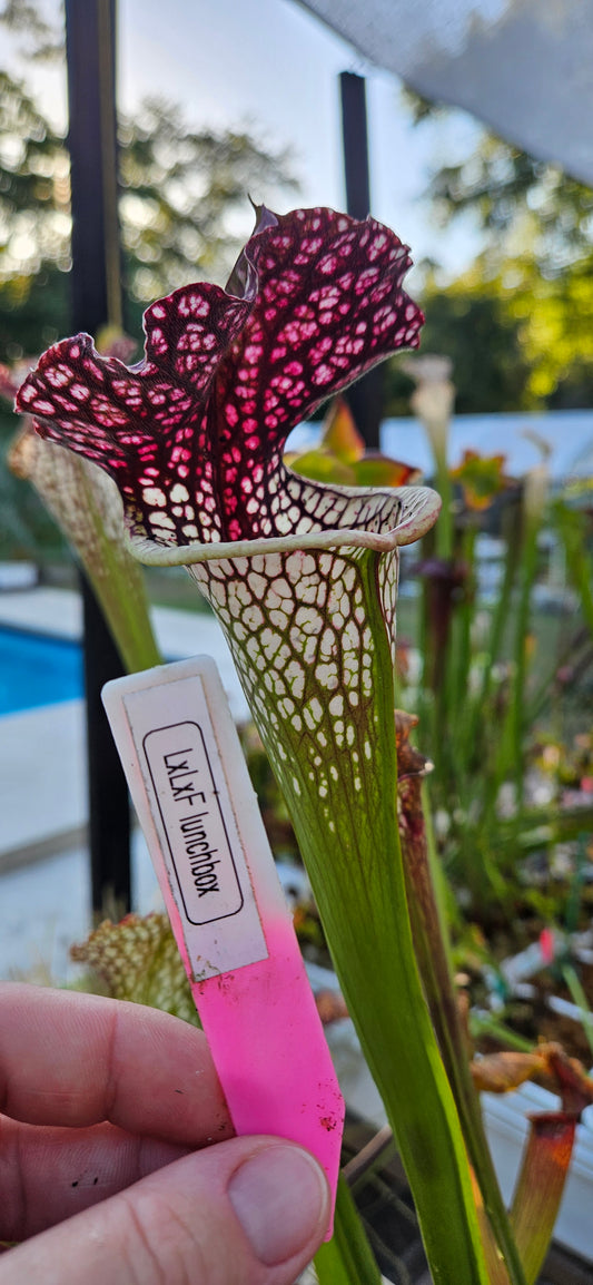 Pitcher Plant - Sarracenia L×L×F × Lunchbox - Carnivorous Live Plant
