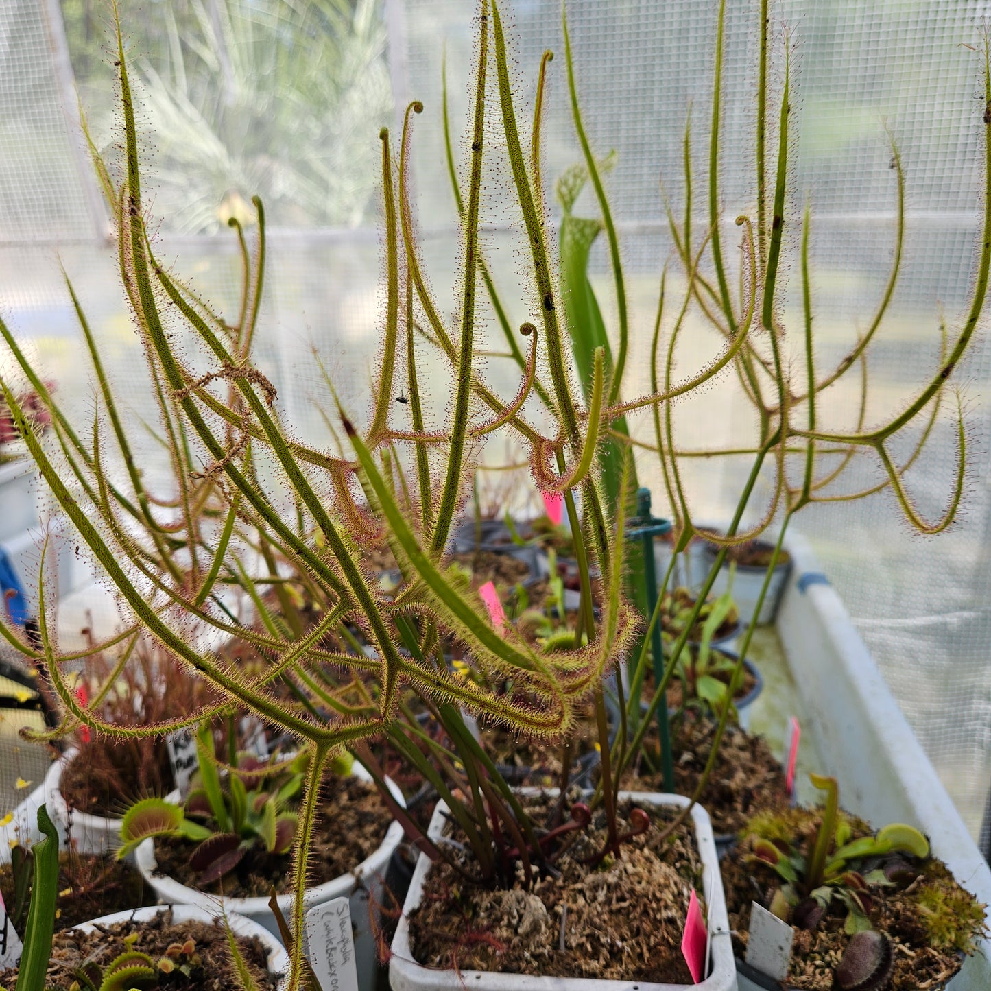 Drosera Binata 'Dichotoma Giant'