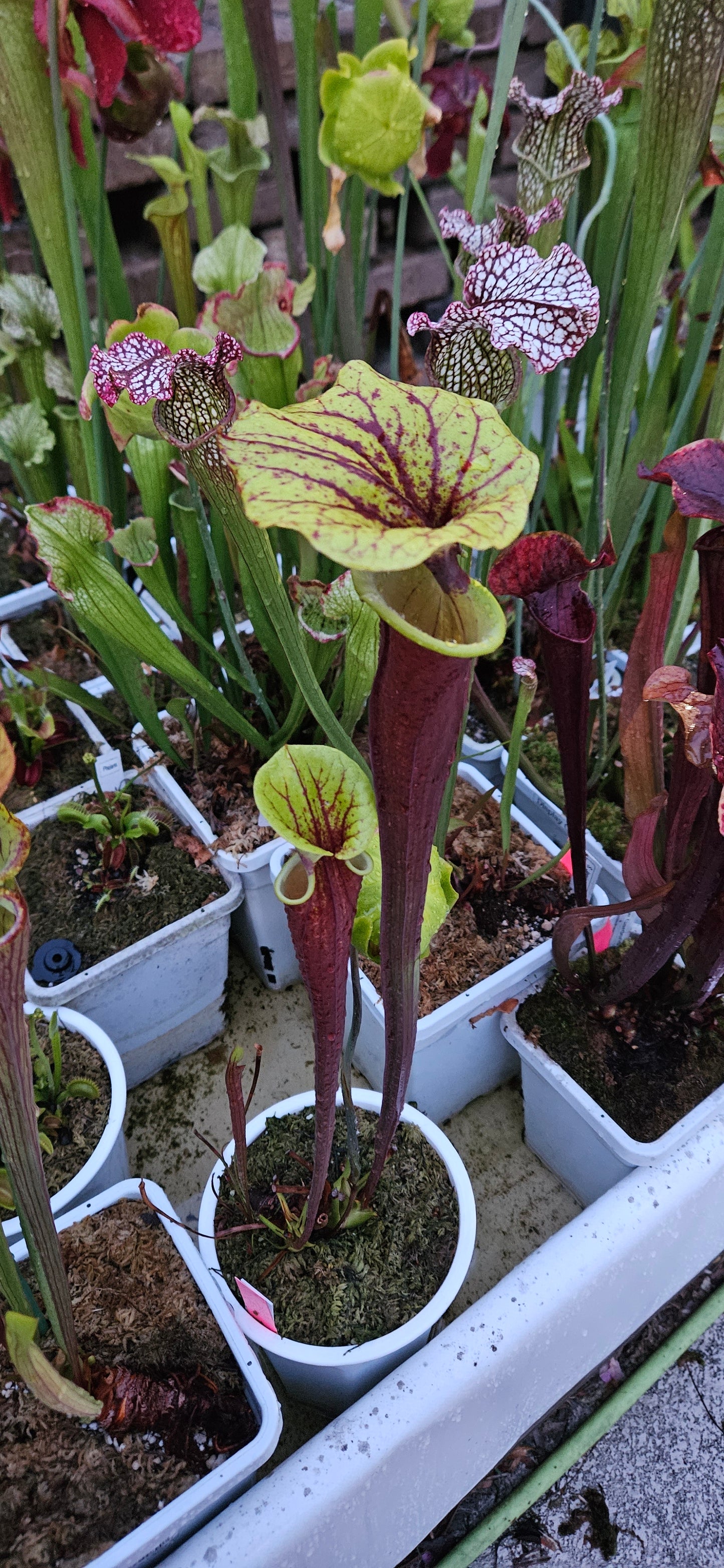 Pitcher Plant - Sarracenia Flava Rubricorpora Ultimate dark x burgundy Carnivorous Live plant