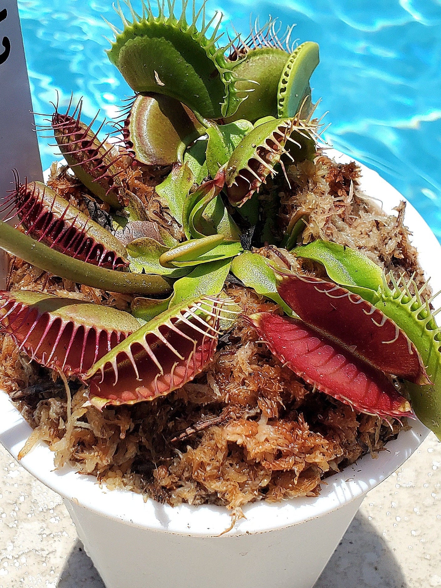 SD Kronos - Venus Flytrap Carnivorous Plant (LARGE)