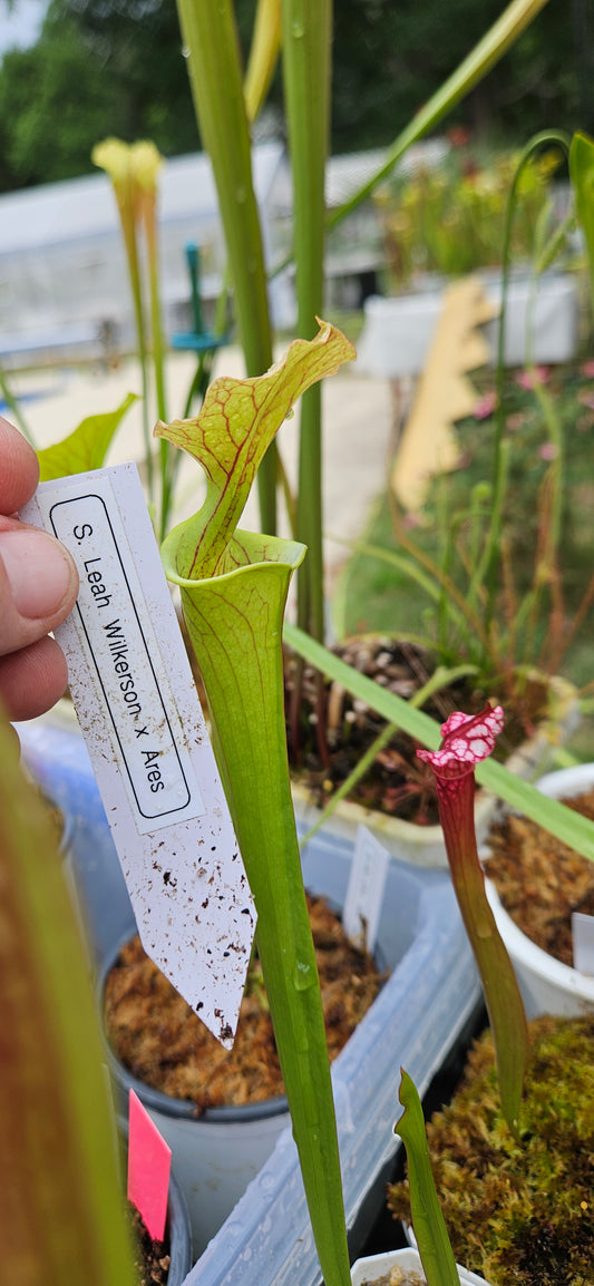 Pitcher Plant Sarracenia - Leah Wilkerson x Ares - Carnivorous Live Plant