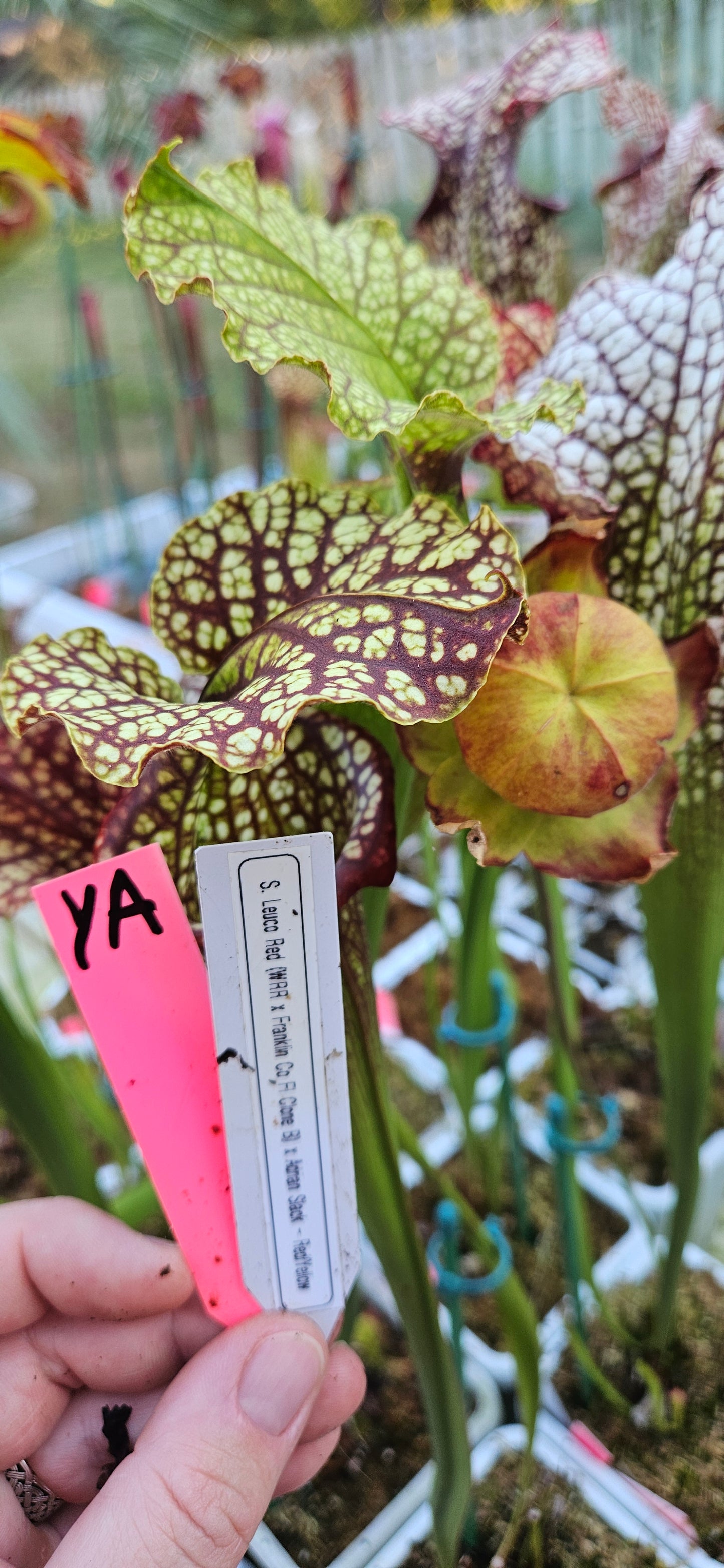 Pitcher Plant - Sarracenia Leucophylla Red (WRR x Frankin Co FL Clone B) x Adran Slack - YA - Bazooka Joe - Carnivorous Live Plant