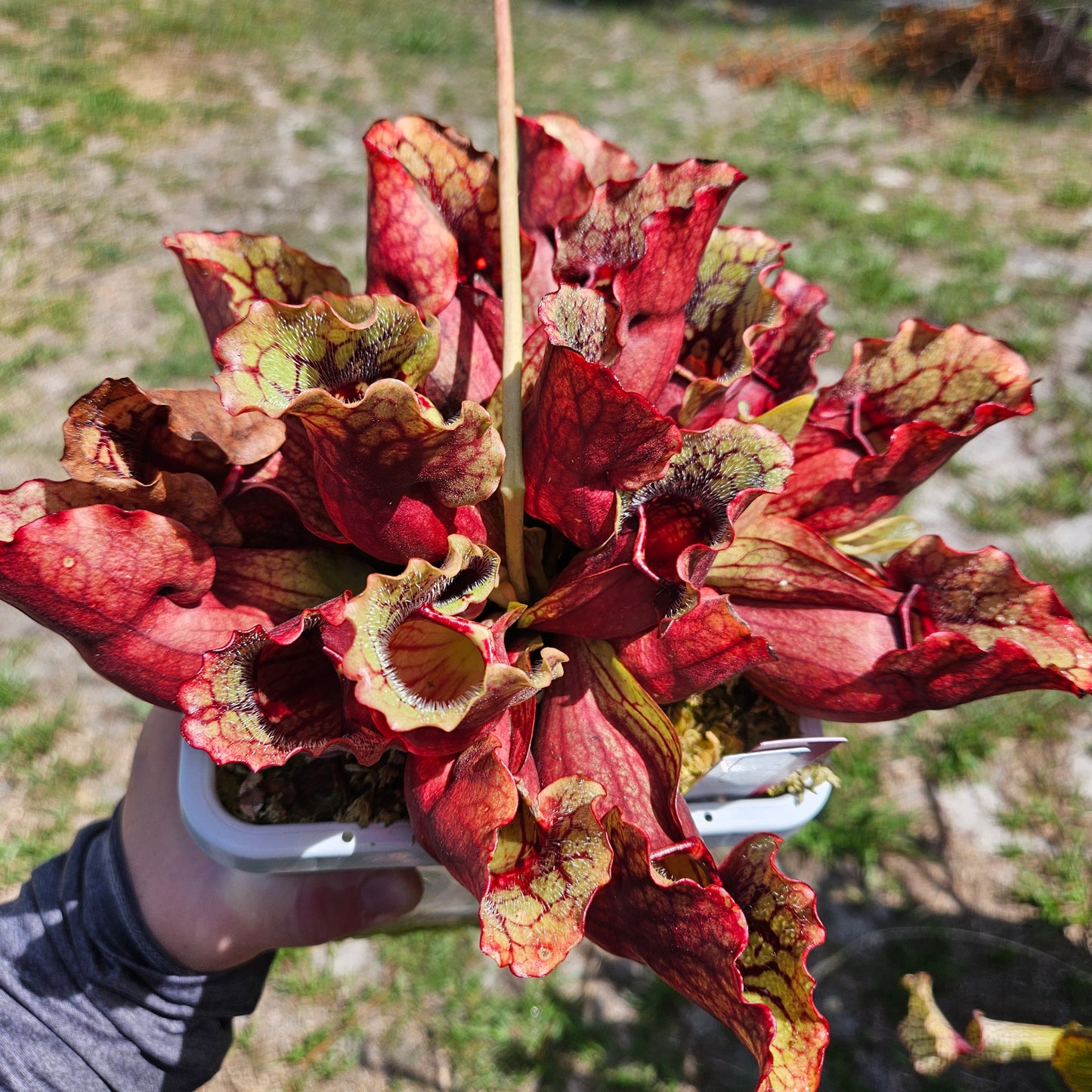 Pitcher Plant - Sarracenia Purpurea 'Scott' - Carnivorous Live Plant