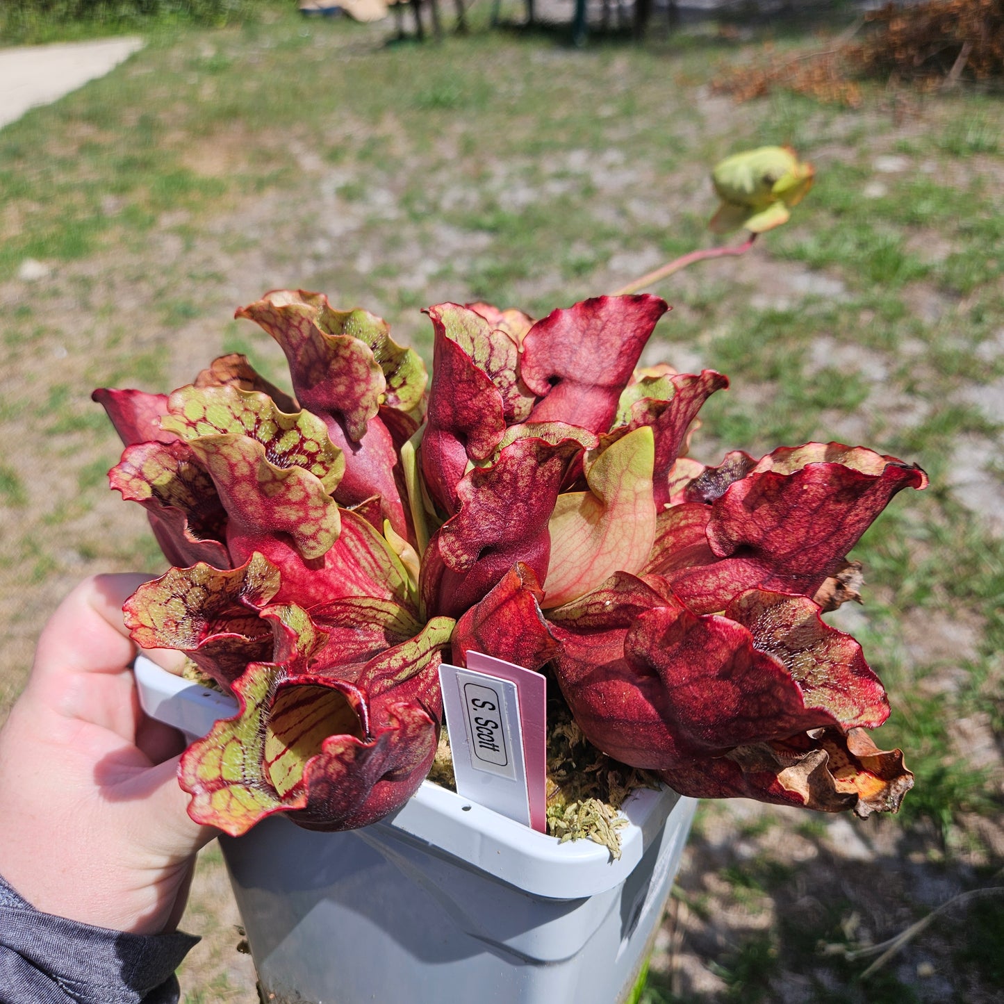 Pitcher Plant - Sarracenia Purpurea 'Scott' - Carnivorous Live Plant