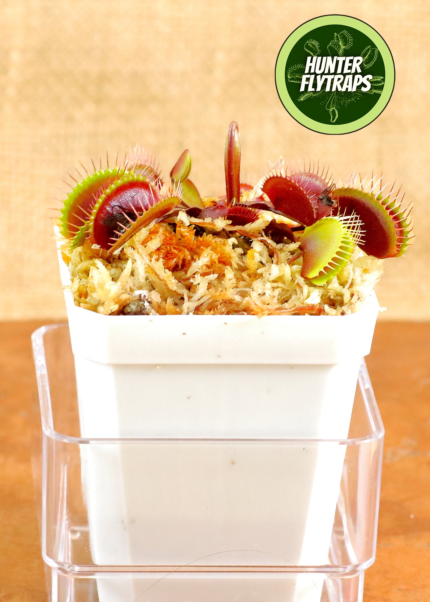 Petite Dragon - Venus Flytrap Carnivorous Live Plant