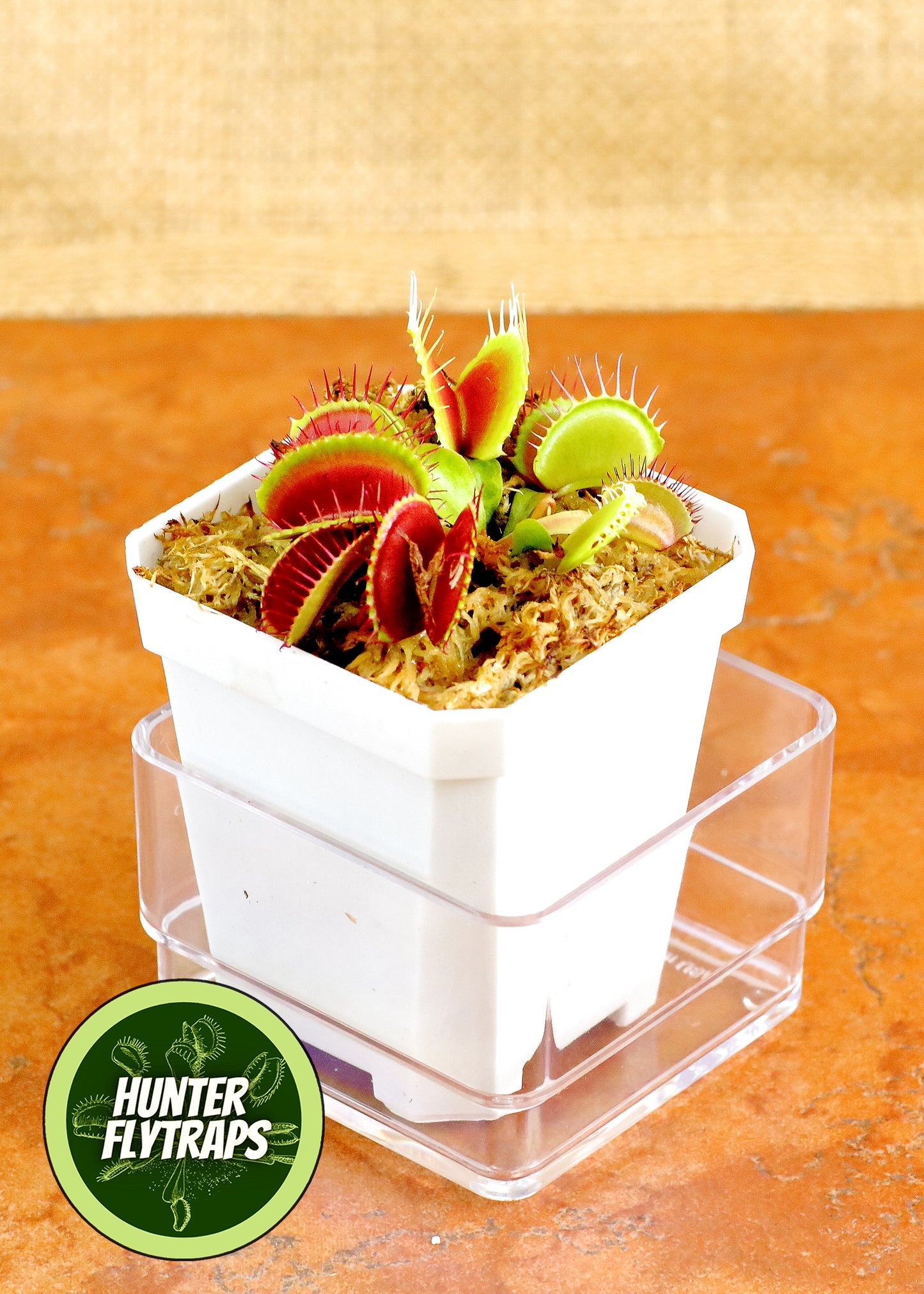 B52 - Venus Flytrap Carnivorous Plant Young Adult