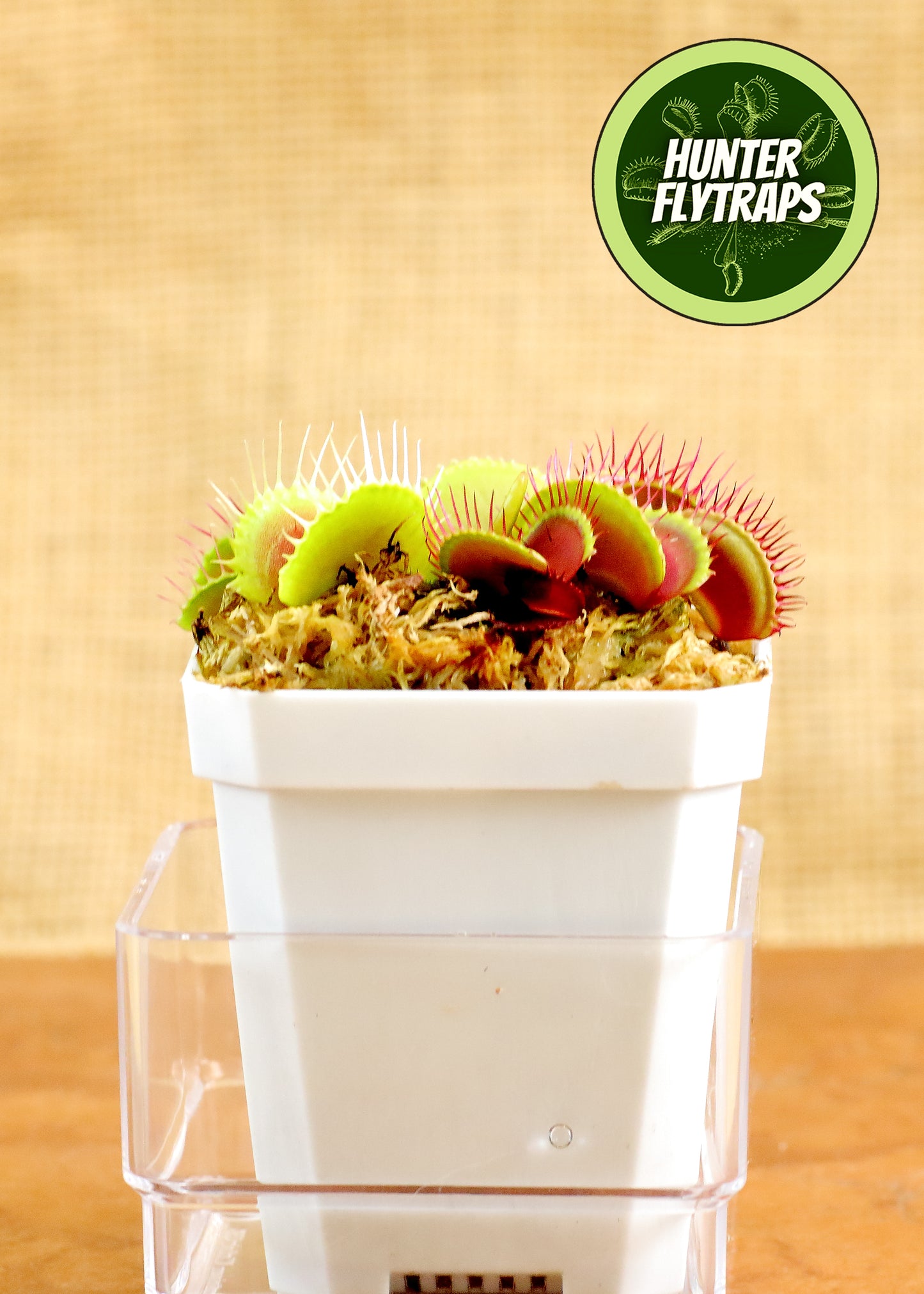 B52 - Venus Flytrap Carnivorous Plant Young Adult