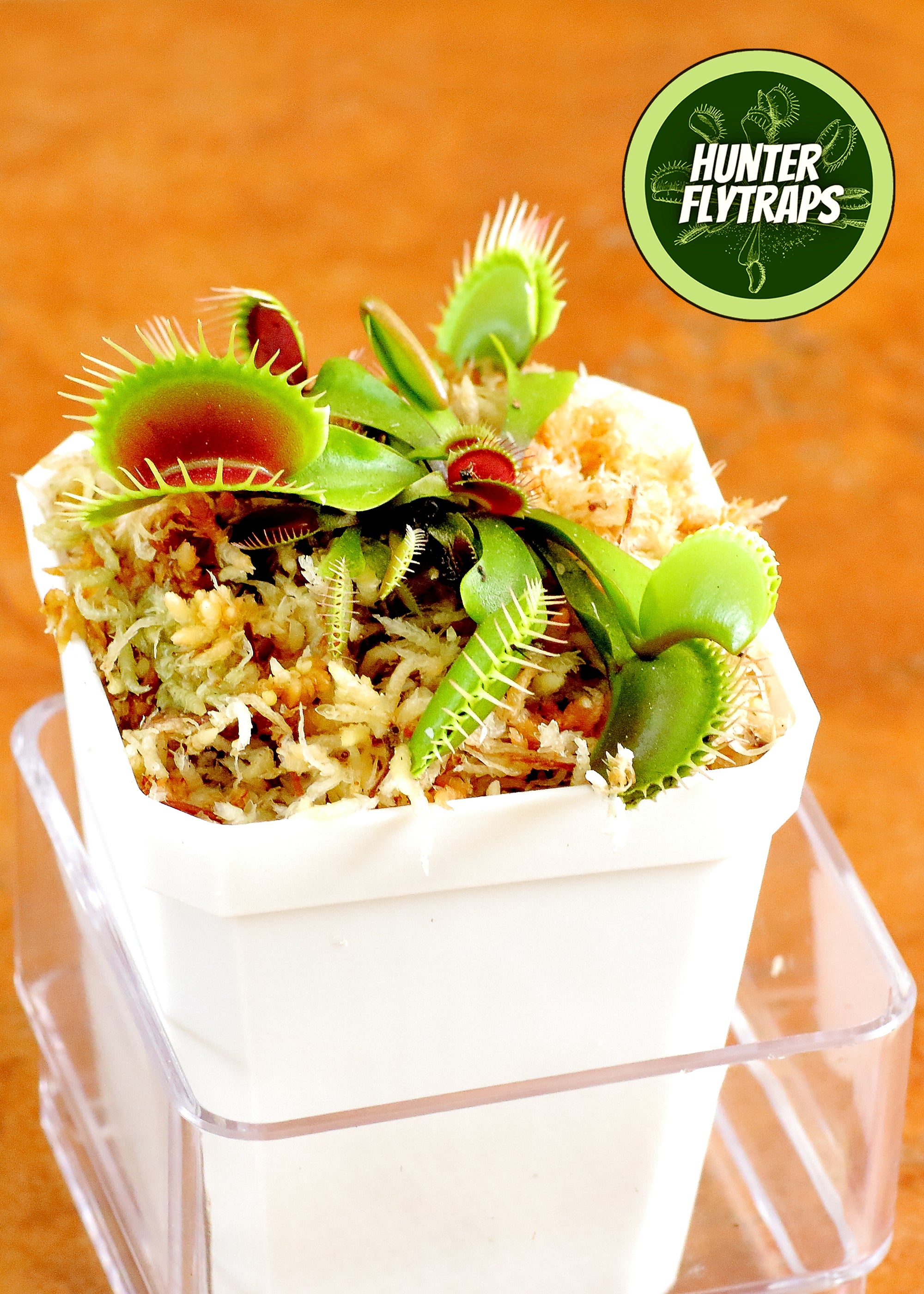 Jaws x Petite Dragon - Venus Flytrap Carnivorous Plant – Hunter