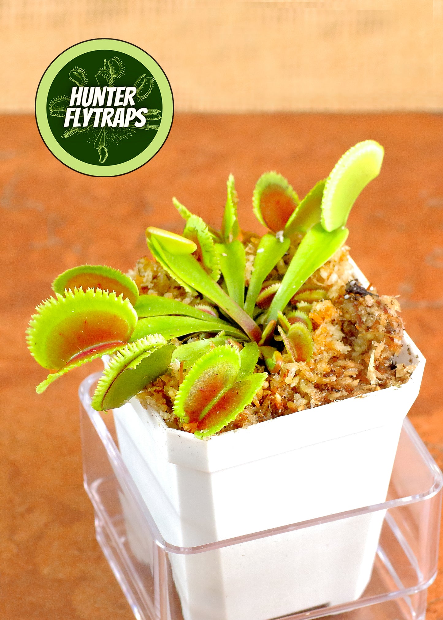 CCCP Orca - Venus Flytrap Carnivorous Plant