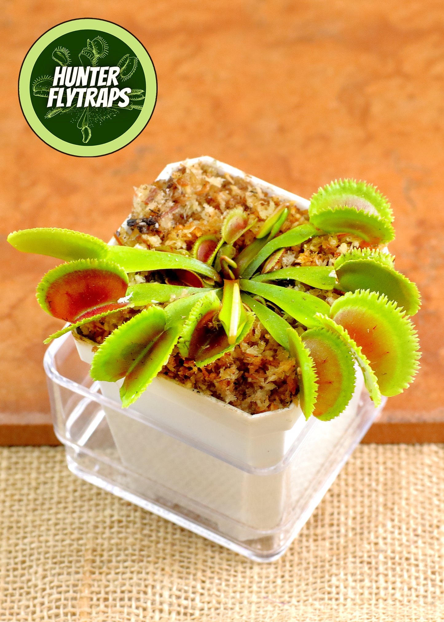 CCCP Orca - Venus Flytrap Carnivorous Plant