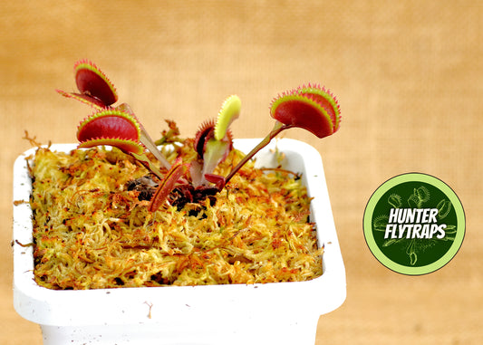 FTS Crimson Sawtooth - Venus Flytrap Carnivorous live plant