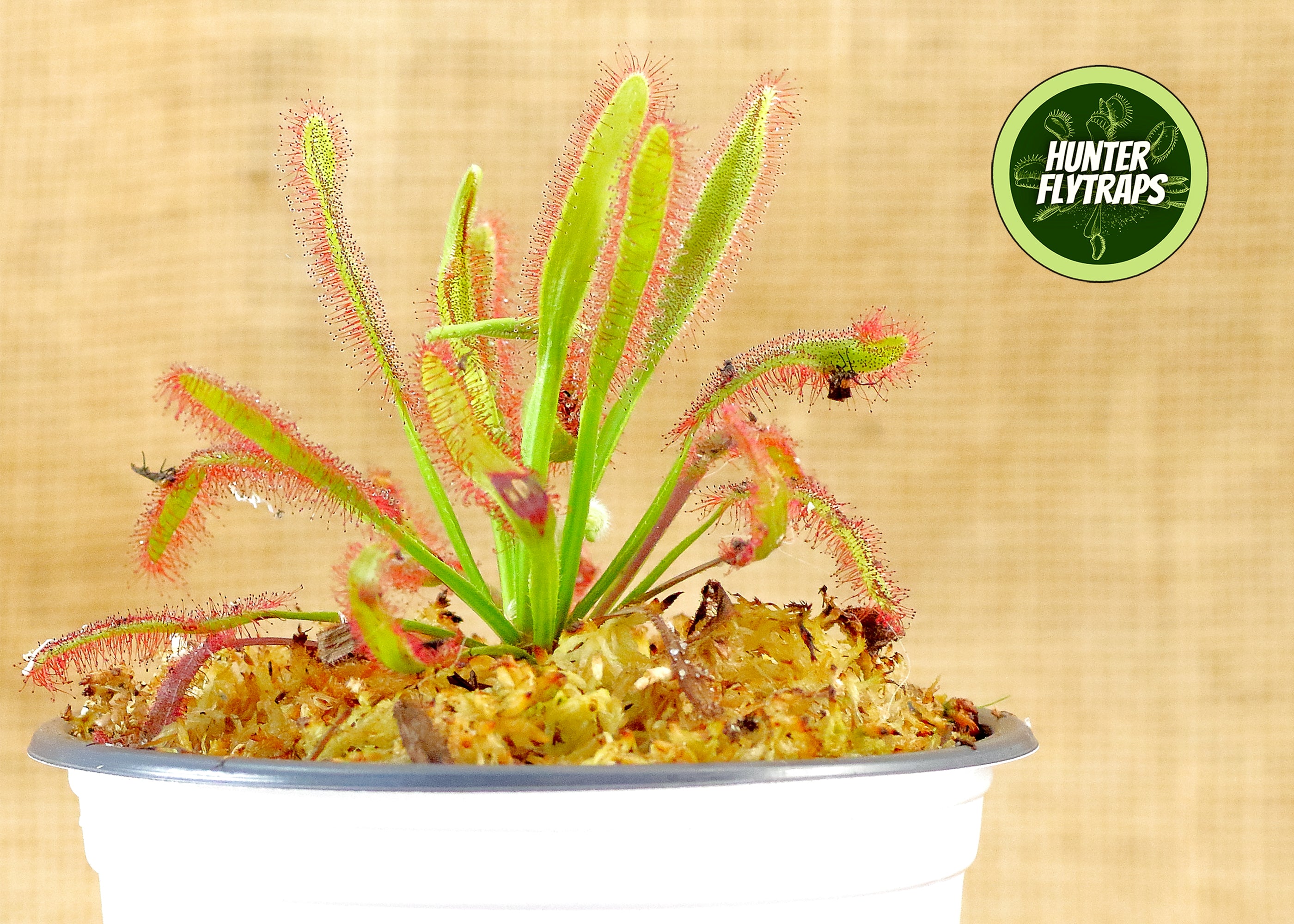 Drosera Hercules x Self Sundew﻿﻿ Carnivorous Plant – Hunter Flytraps