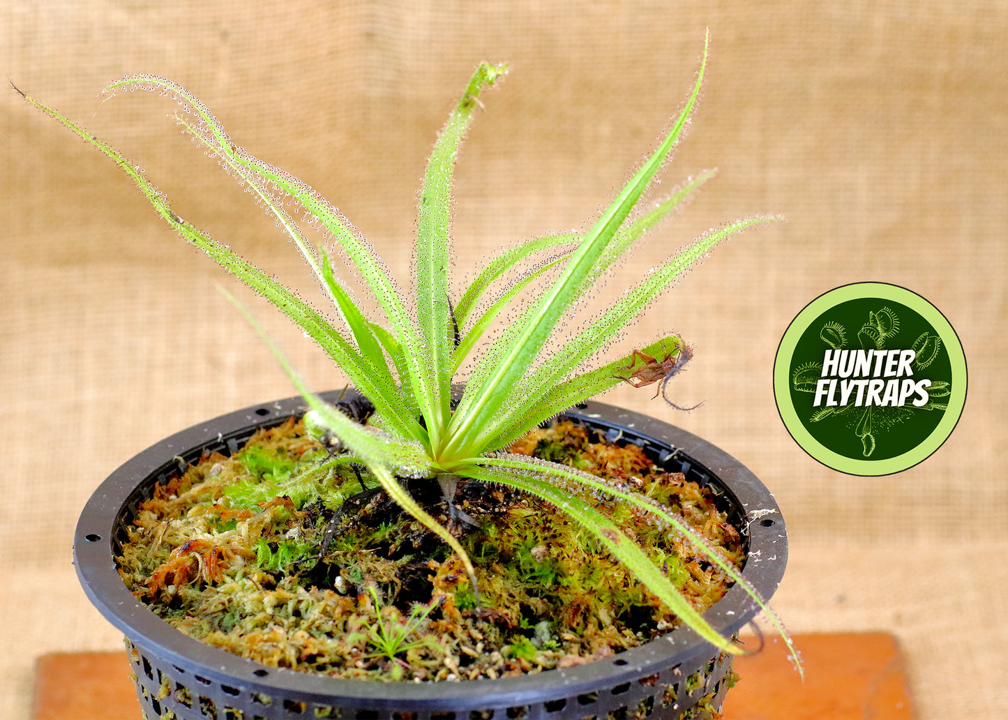Drosera Regia King Sundew Carnivorous Plant