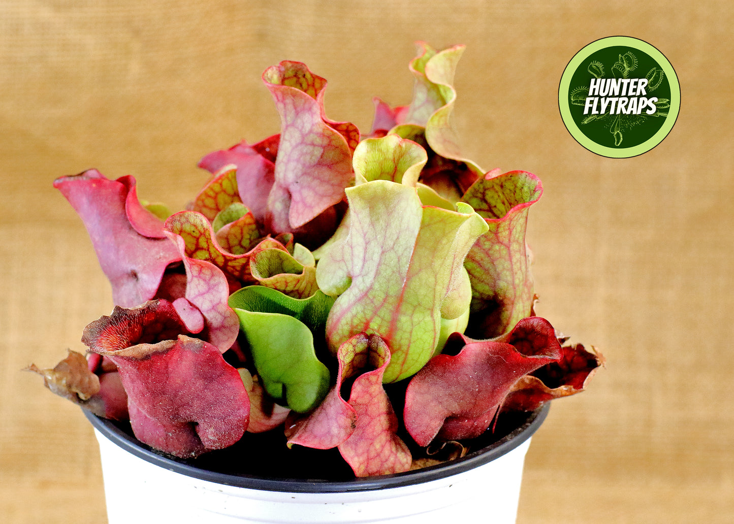 Pitcher Plant - Sarracenia Purpurea Venosa Carnivorous Live Plant