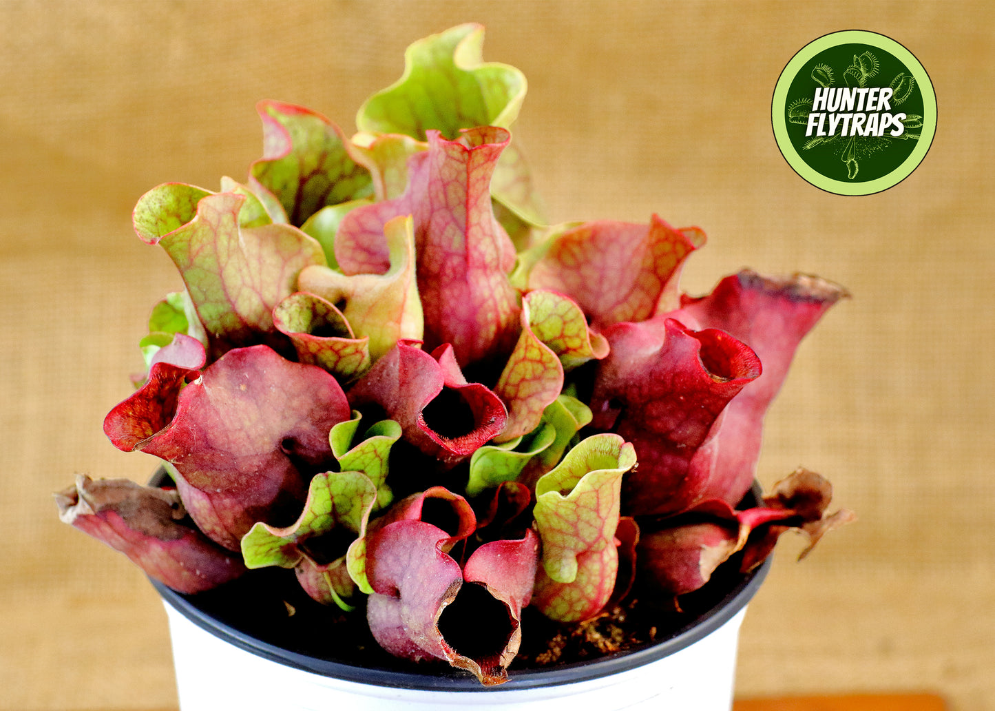 Pitcher Plant - Sarracenia Purpurea Venosa Carnivorous Live Plant