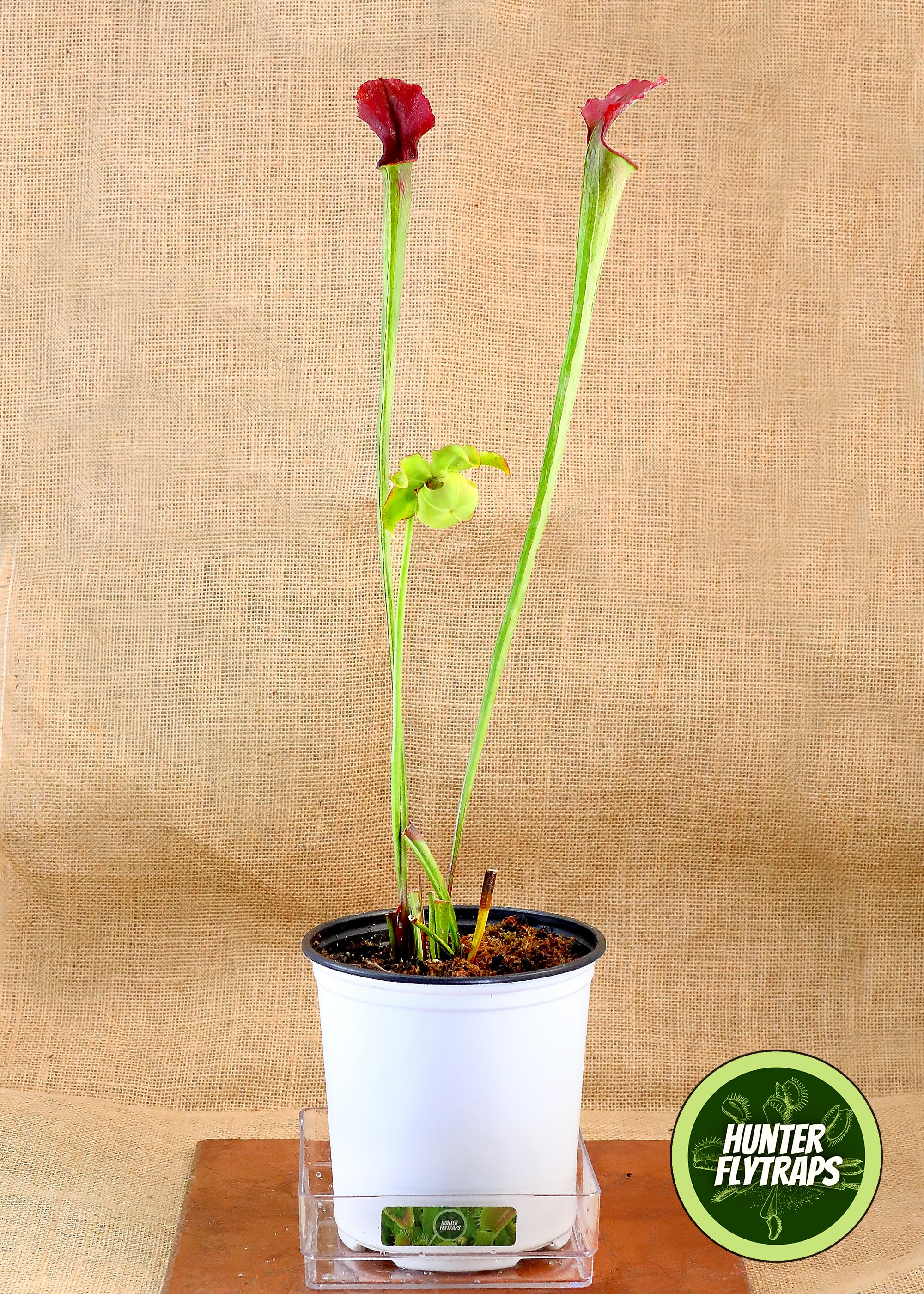TruBlu Supply TBSLSP1050 Carnivorous Pitcher Plant Sarracenia leucophylla -  Bare Root Rhizome Form