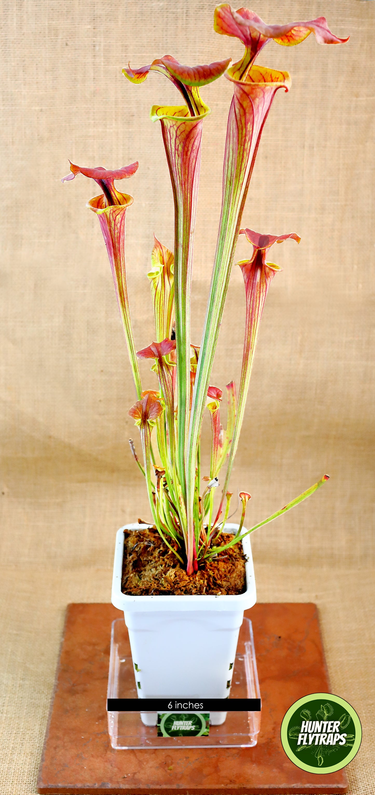 Pitcher Plant - Sarracenia Cuprea hybrid Carnivorous Live Plant