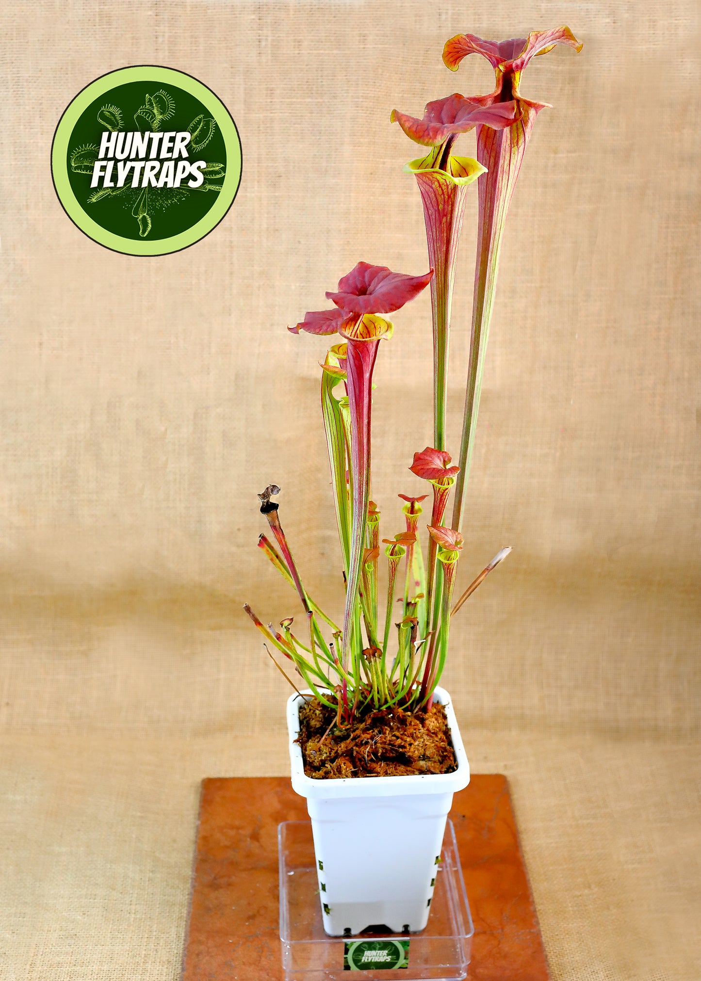 Pitcher Plant - Sarracenia Cuprea hybrid Carnivorous Live Plant