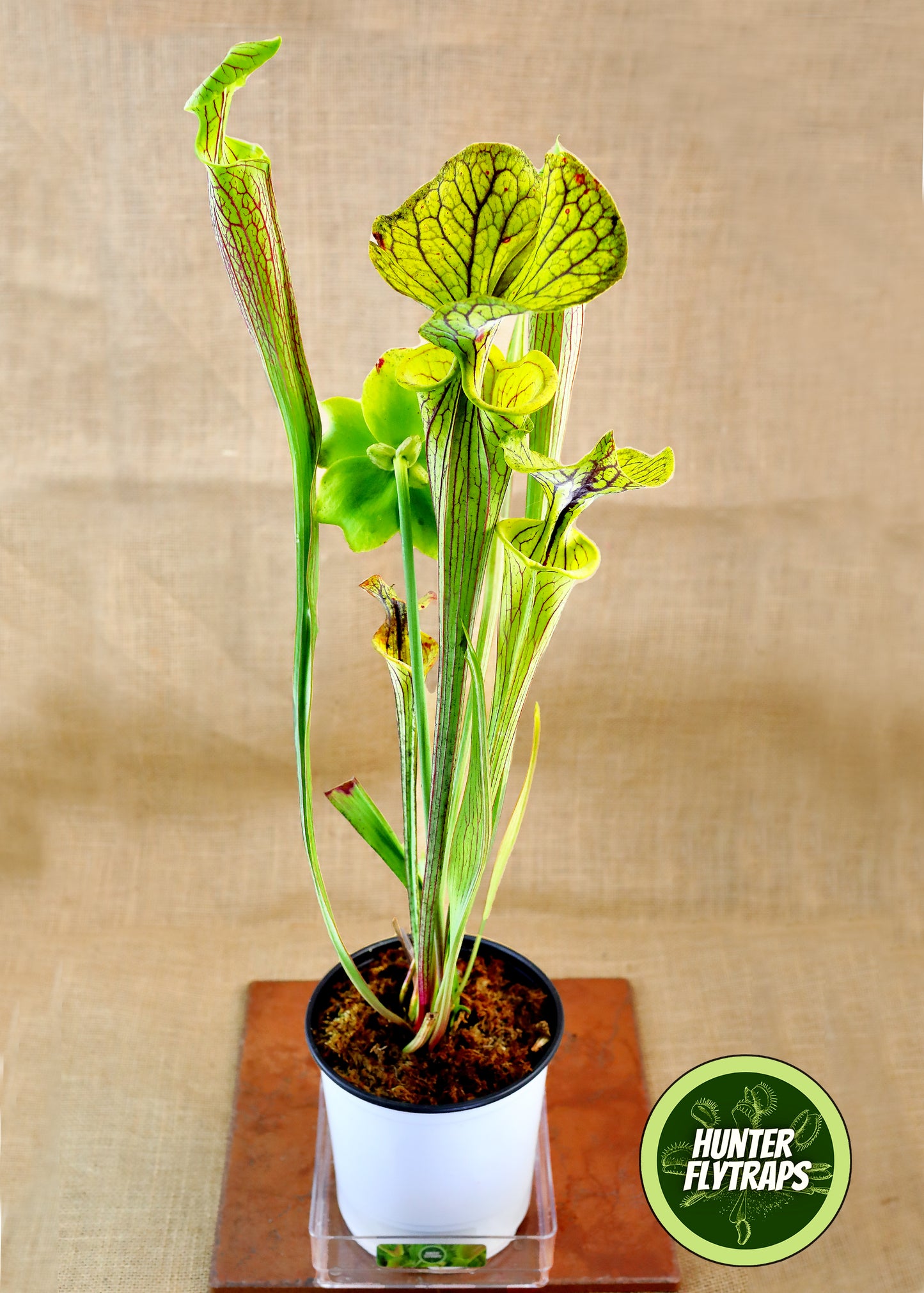 Pitcher Plant - Sarracenia Flava Improved Black Vein Carnivorous Live Plant